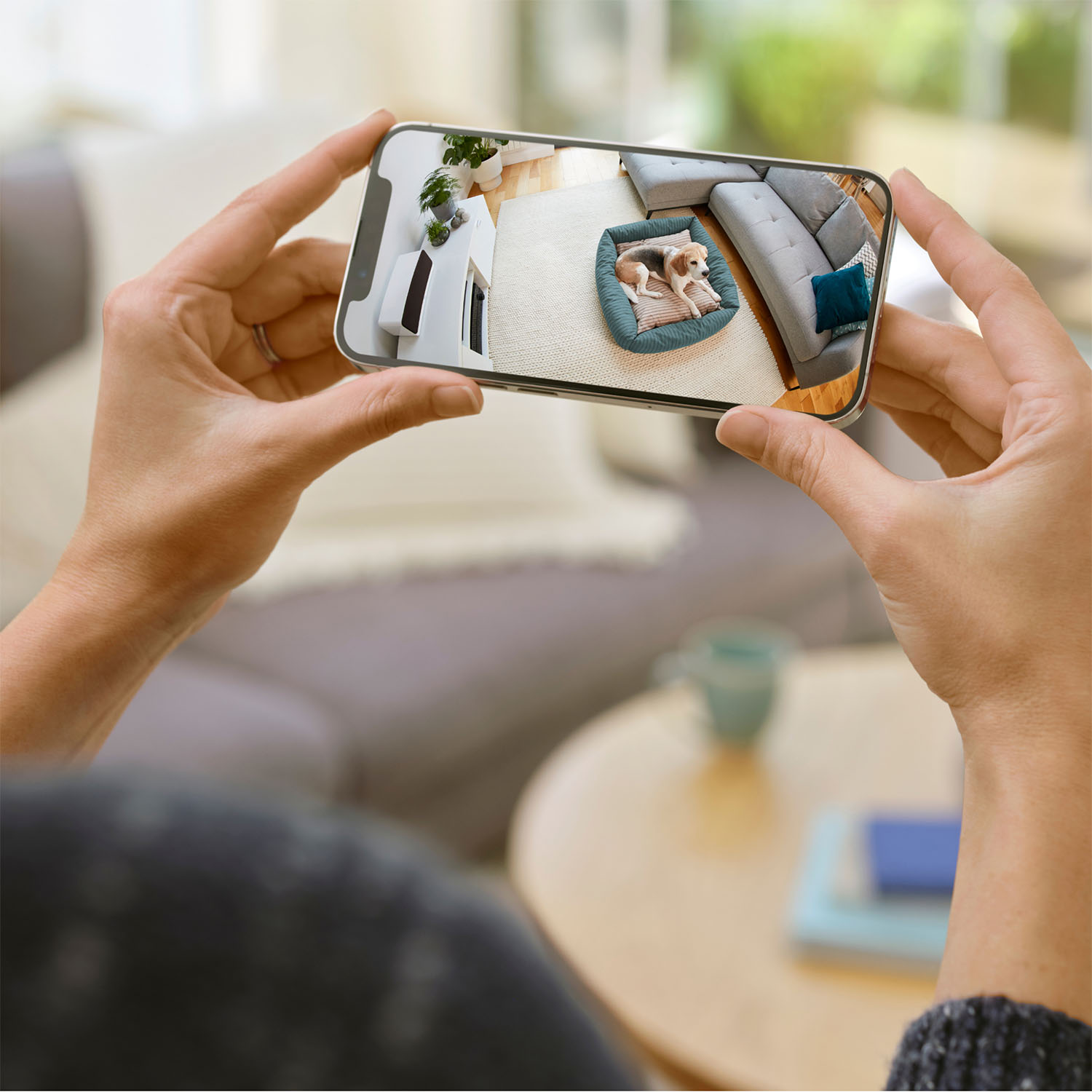 Mani che tengono un telefono, che mostra un cane in una cuccia in un salotto.