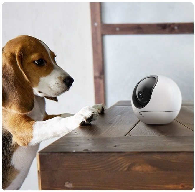 Beagle-Hund schaut auf eine weiße, runde Überwachungskamera auf einem Holztisch. Hintergrund: Wand und Treppe.