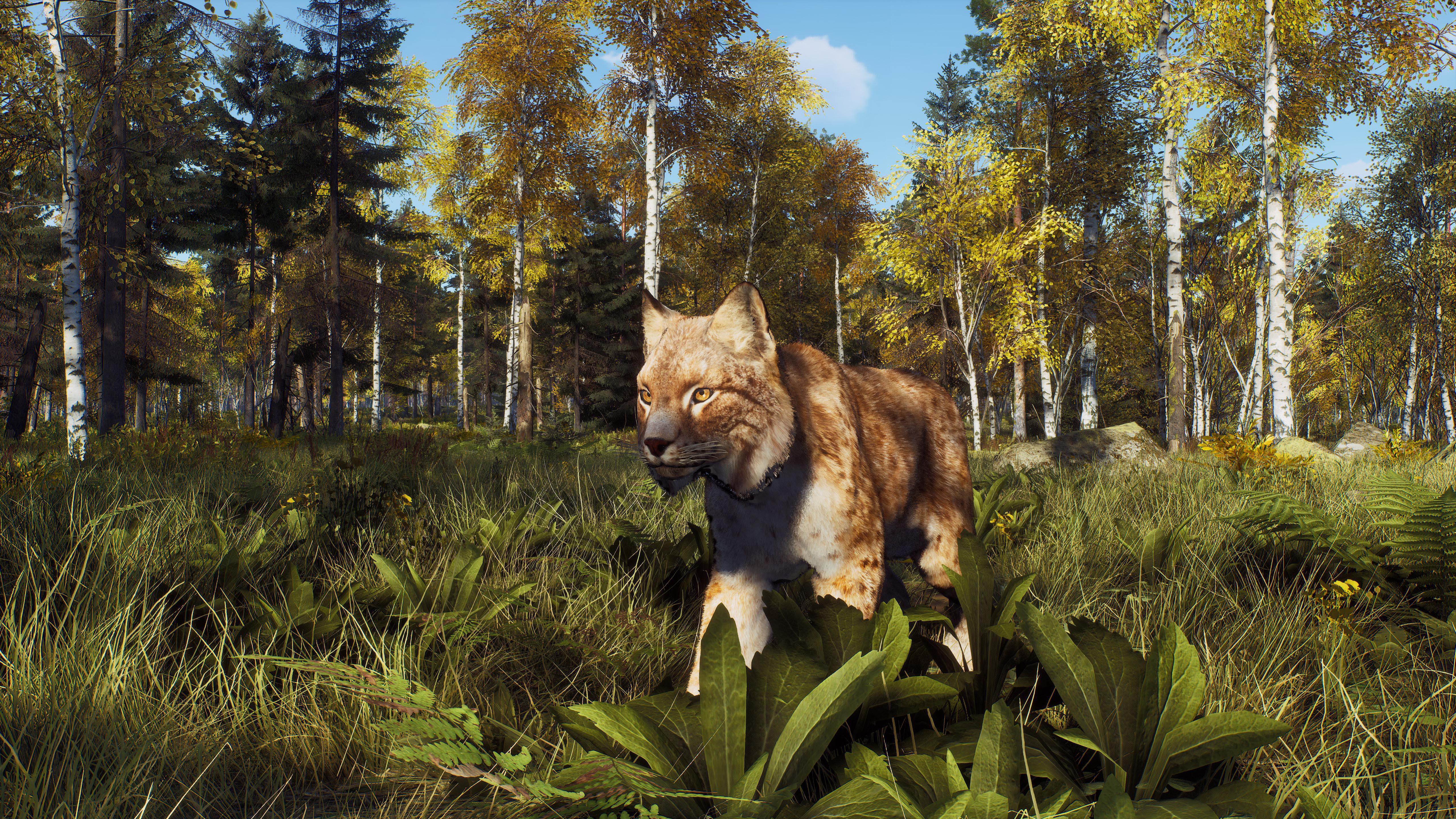 Ein Luchs geht auf grünem Gras in einem Wald. Gelbe und grüne Bäume stehen im Hintergrund.