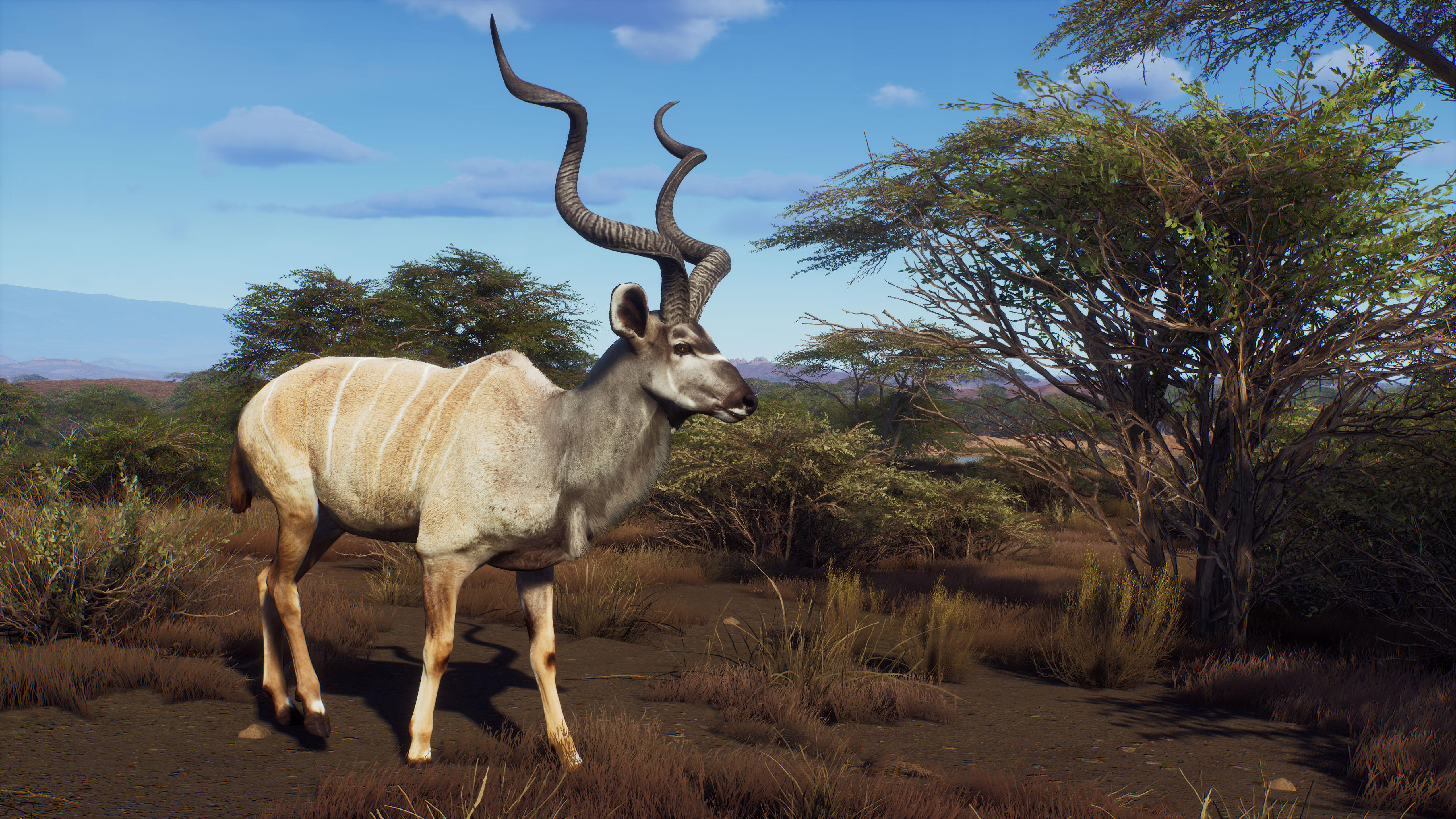 Ein majestätischer Kudu-Bulle in natürlicher, grasbewachsener Umgebung.