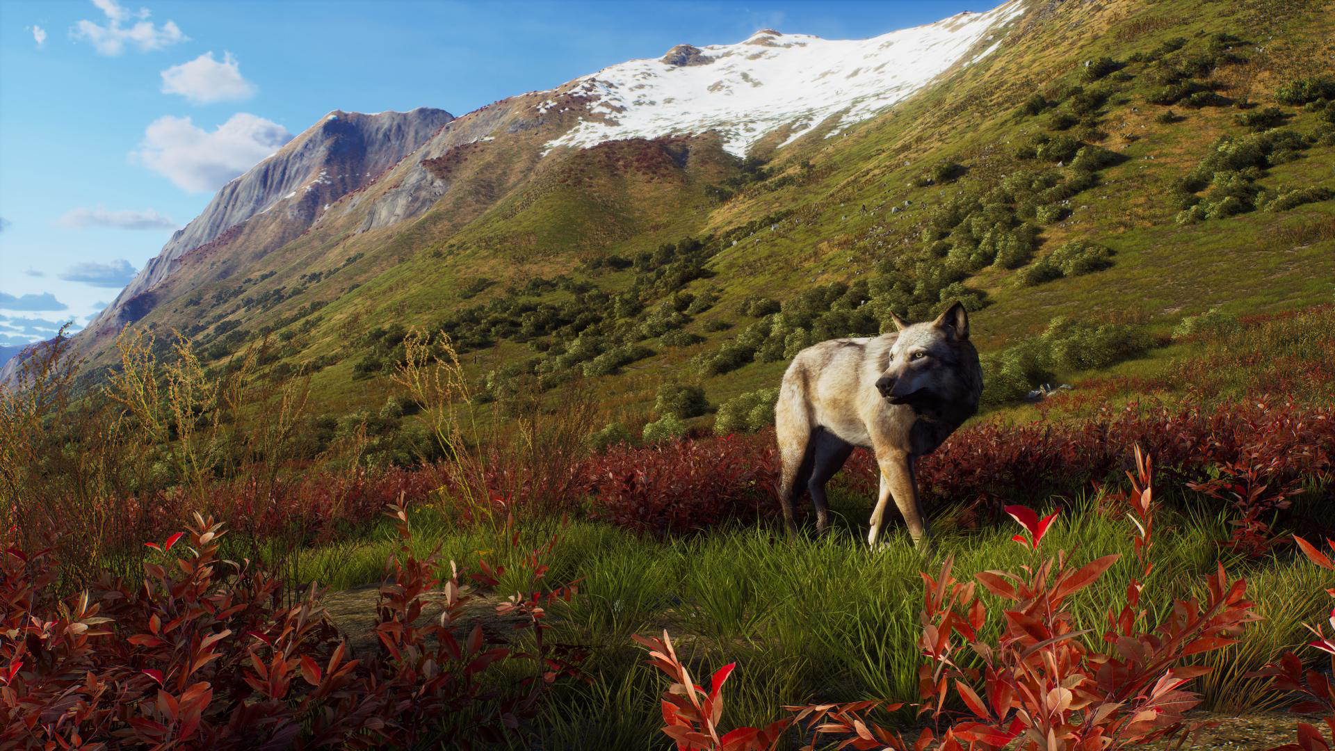 Wolf steht auf einem Feld mit grünem Gras und roten Büschen.