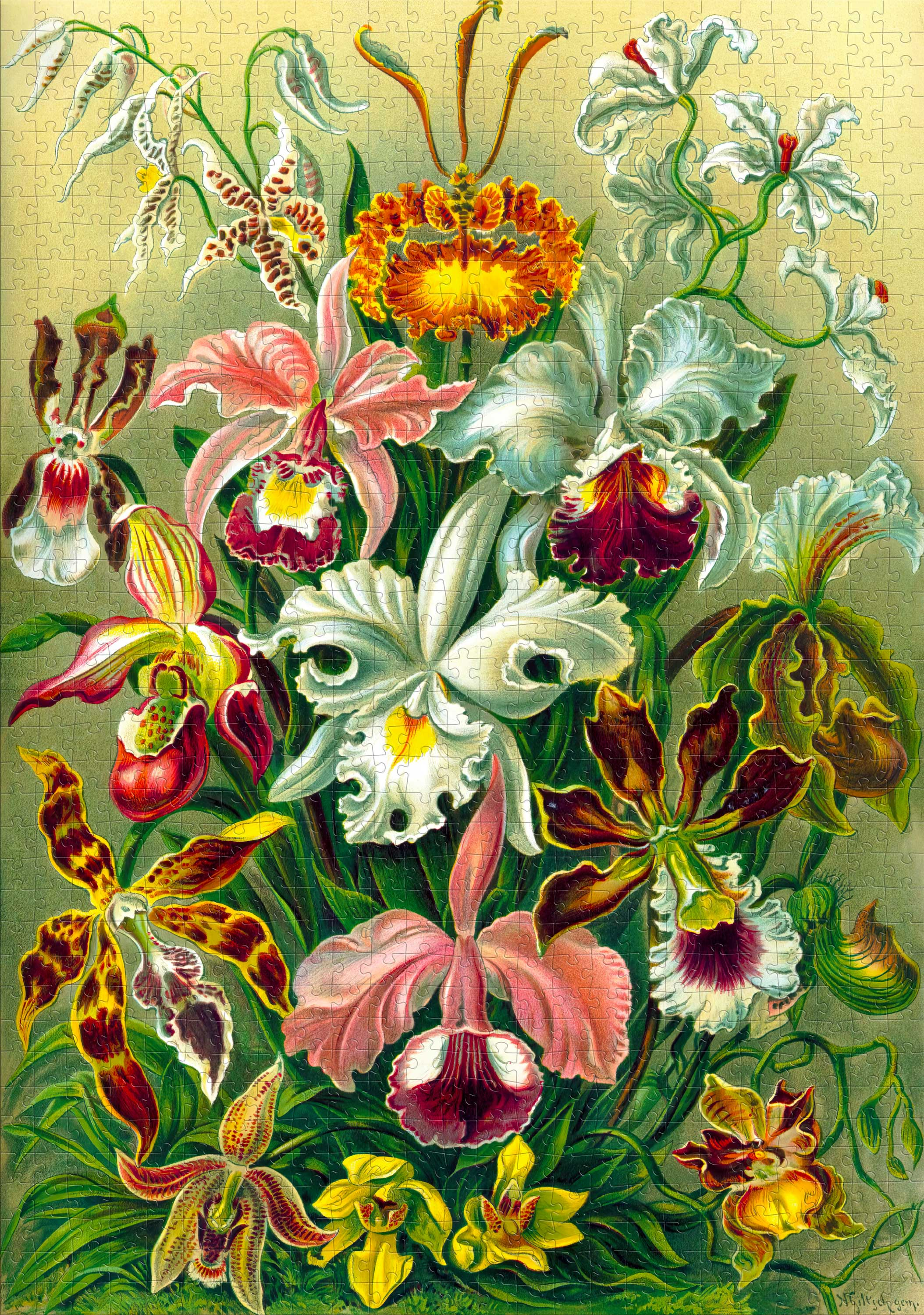 Tarka illusztráció különböző orchideákról, köztük fehér, rózsaszín, sárga és barna virágok, zöld háttér előtt.