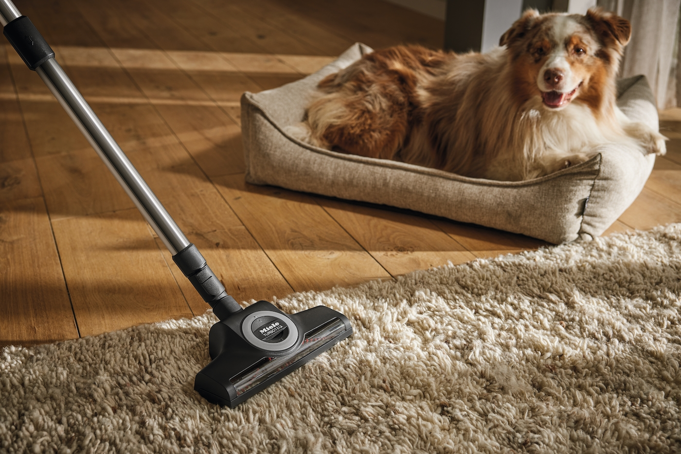 Ein Staubsauger reinigt einen Teppich, mit einem Hund in einem Bett in der Nähe. Holzboden.