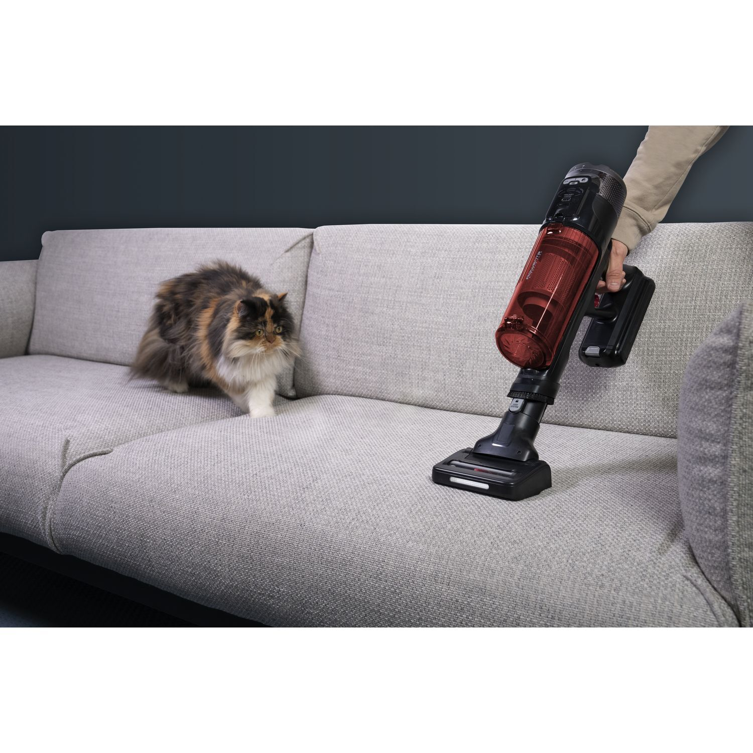 A fluffy cat watches a red and black vacuum cleaner cleaning a gray sofa.