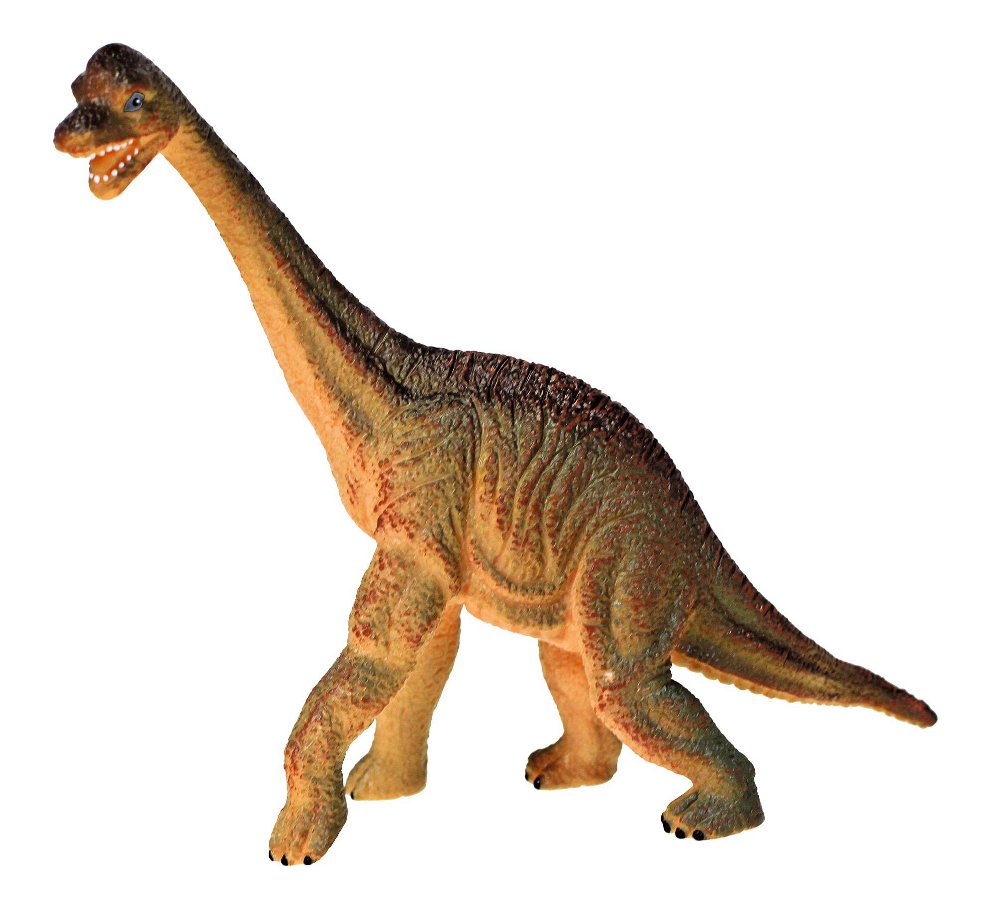 Ein Brontosaurus-Spielzeug-Dinosaurier auf weißem Hintergrund. Es hat einen langen Hals und einen kleinen Kopf.