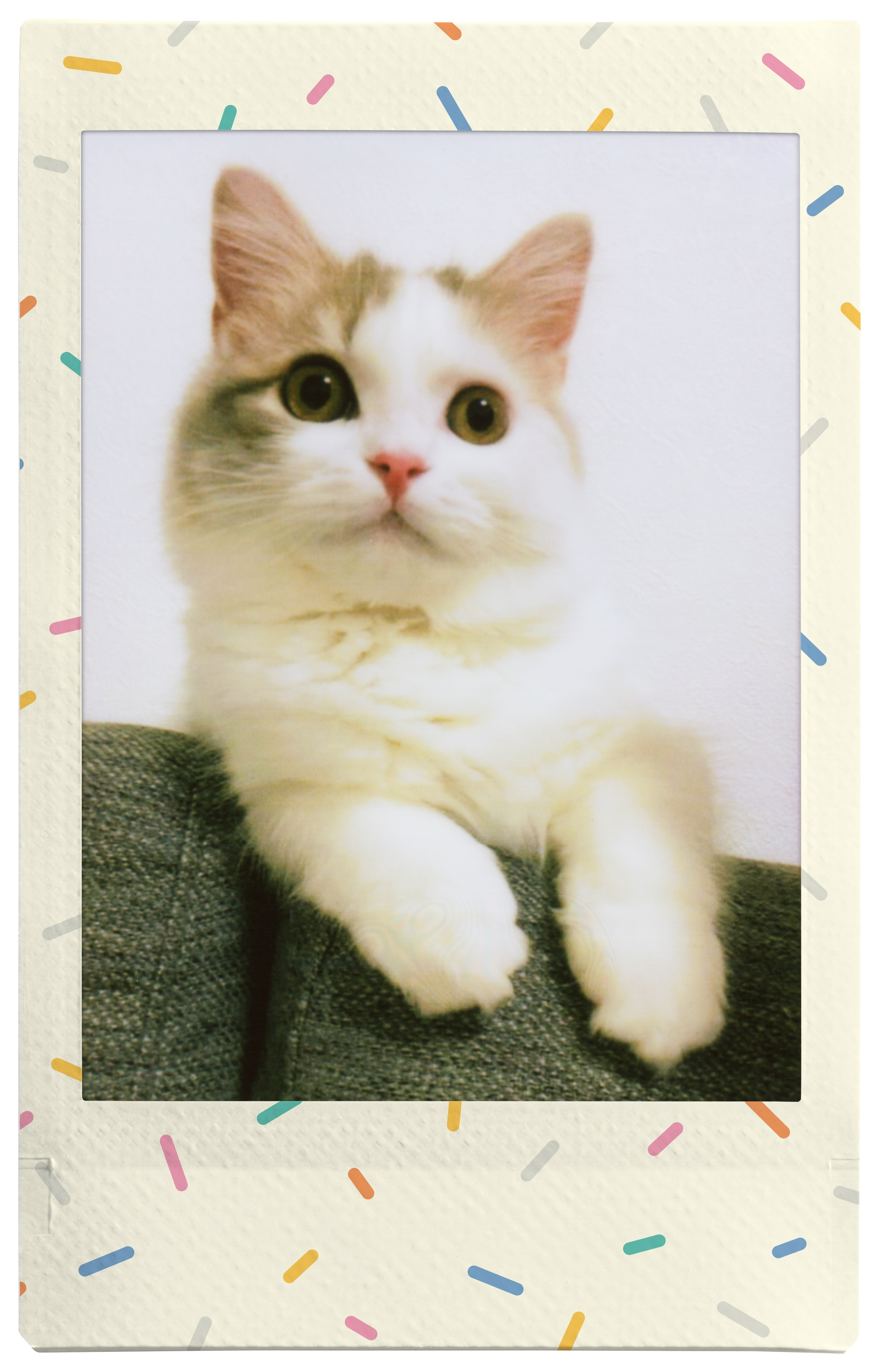 Kot w ramce polaroid. Jest biało-szary. Ramka ma kolorowe posypki.