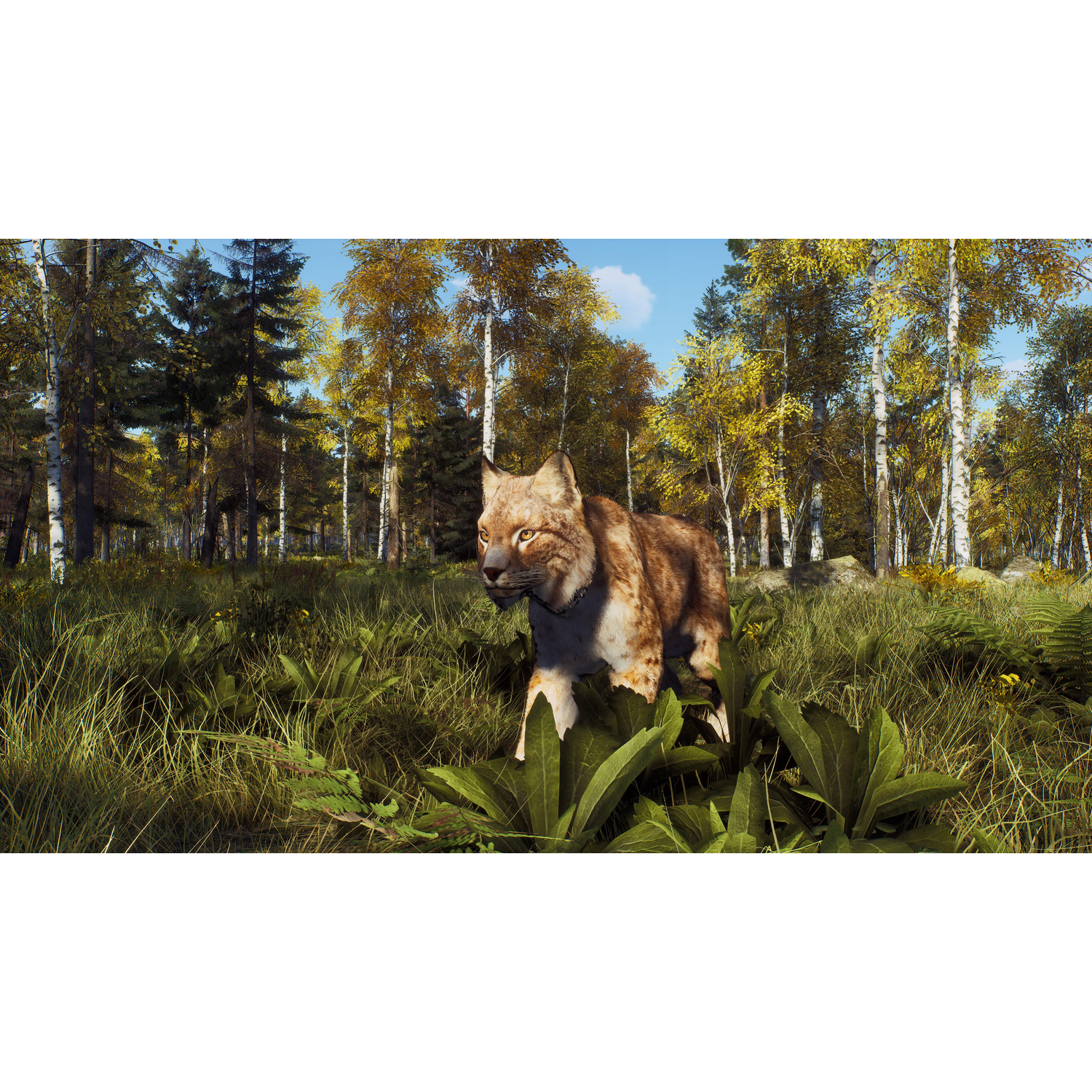 Een lynx loopt door hoog gras, omringd door bomen met gele bladeren. De lucht is blauw.