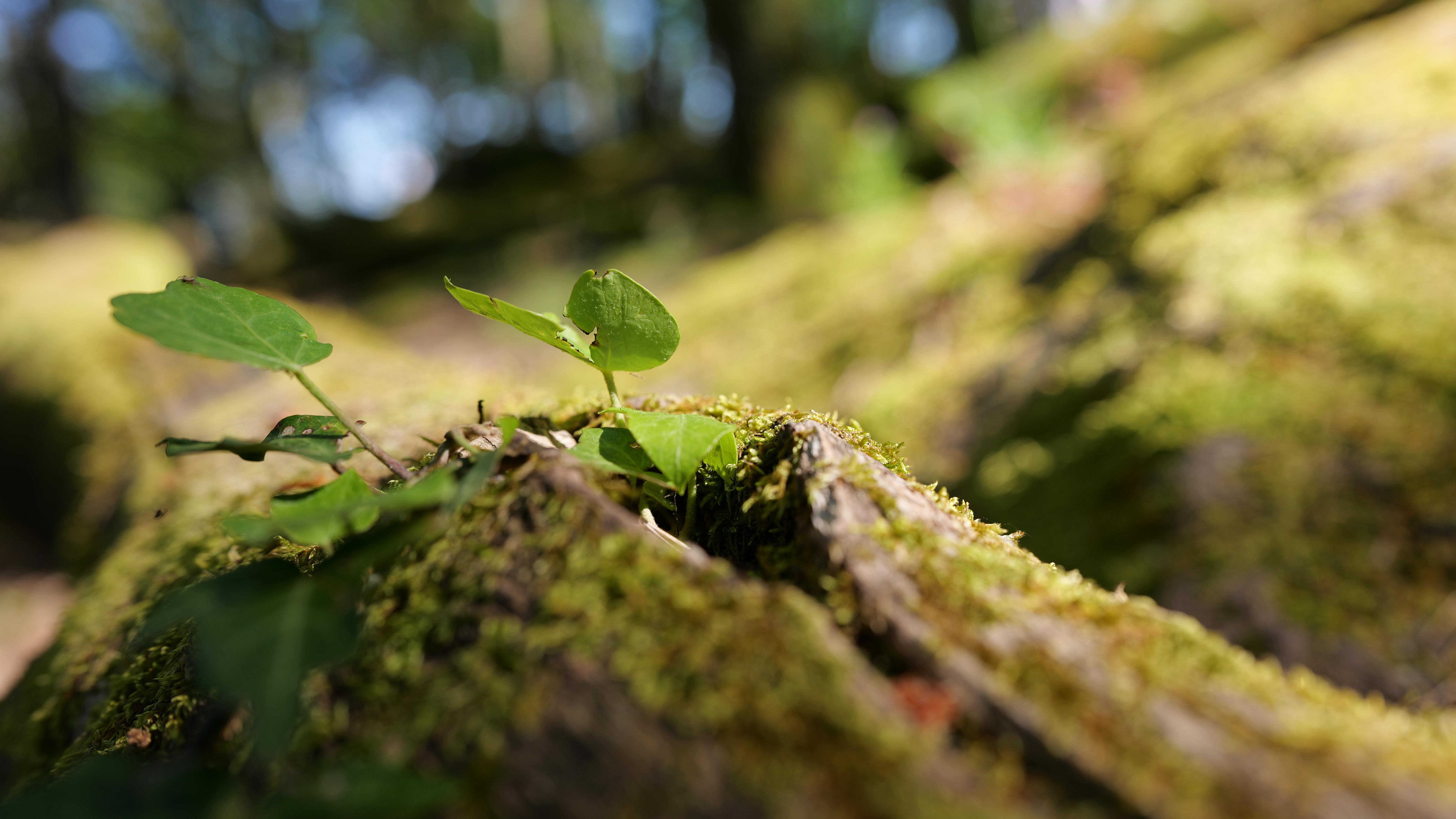 Grüne Blätter wachsen aus Moos auf einem Baumstamm, verschwommener Waldhintergrund.