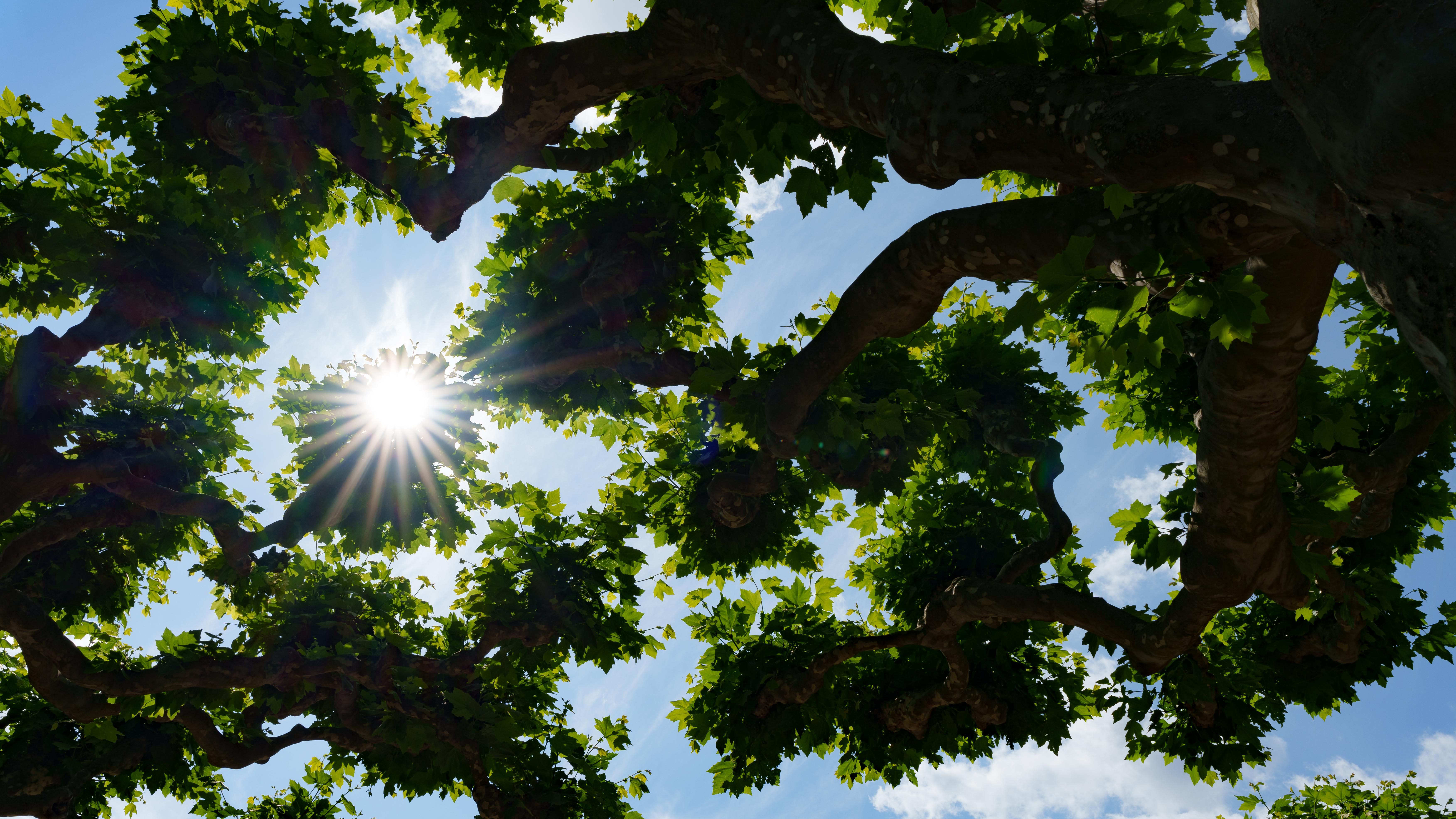 Sonne scheint durch Baumblätter, blauer Himmel im Hintergrund.