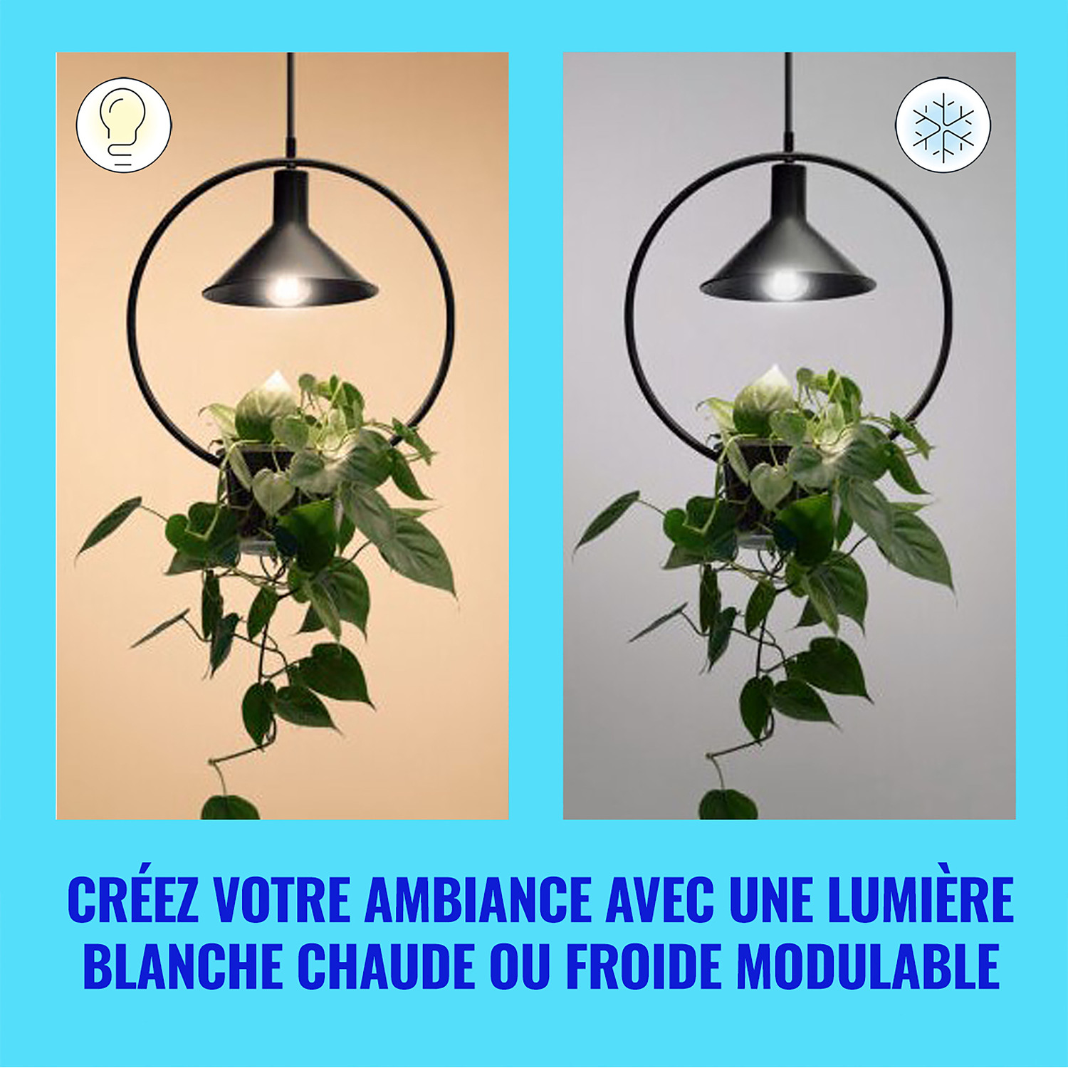Deux images montrant une plante avec des options de lumière chaude et froide.