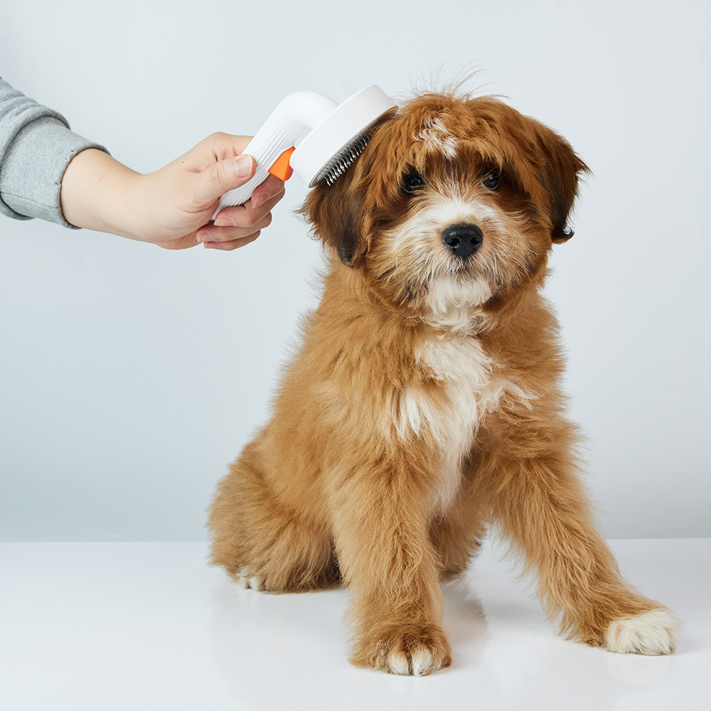 Kahverengi ve beyaz bir köpeği fırçalayan kişi. Köpek, açık bir arka plan ile beyaz bir yüzeyde oturuyor.