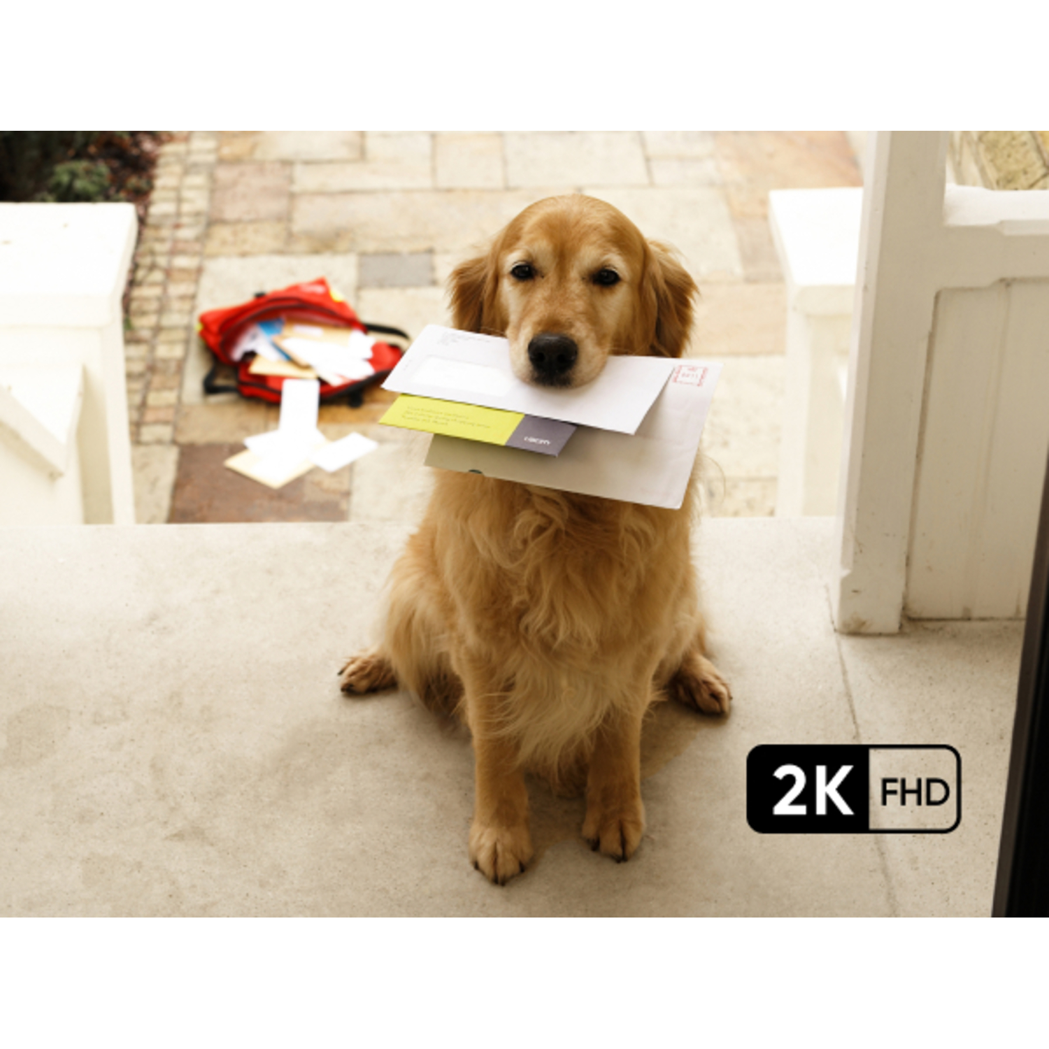 Un golden retriever assis sur des marches tenant du courrier. Un sac rouge est à côté.
