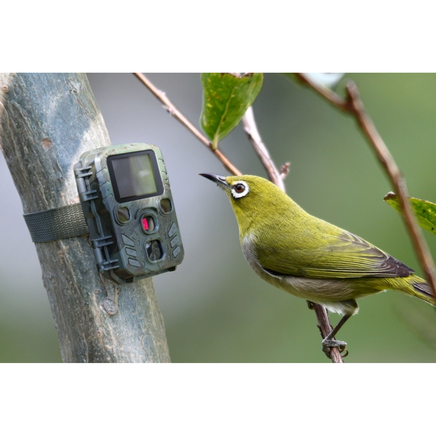 Een kleine groene vogel zit op een tak naast een wildcamera die op een boomstam is gemonteerd.