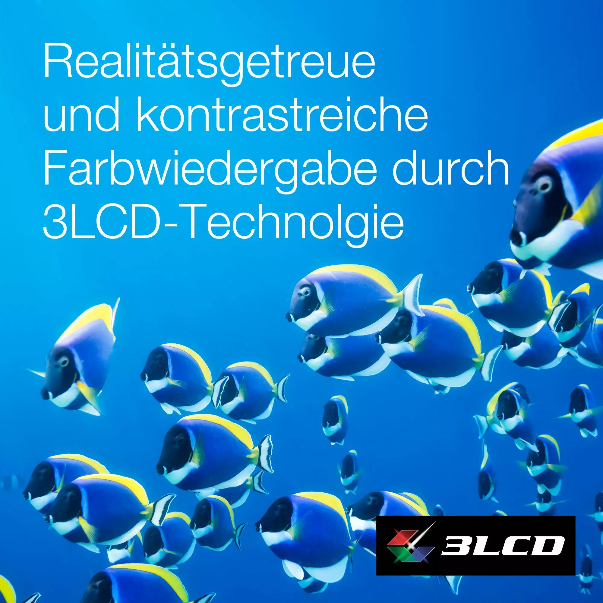 Schwarm blauer Fische mit gelben Streifen, die im Wasser schwimmen. Text: 3LCD-Technologie.