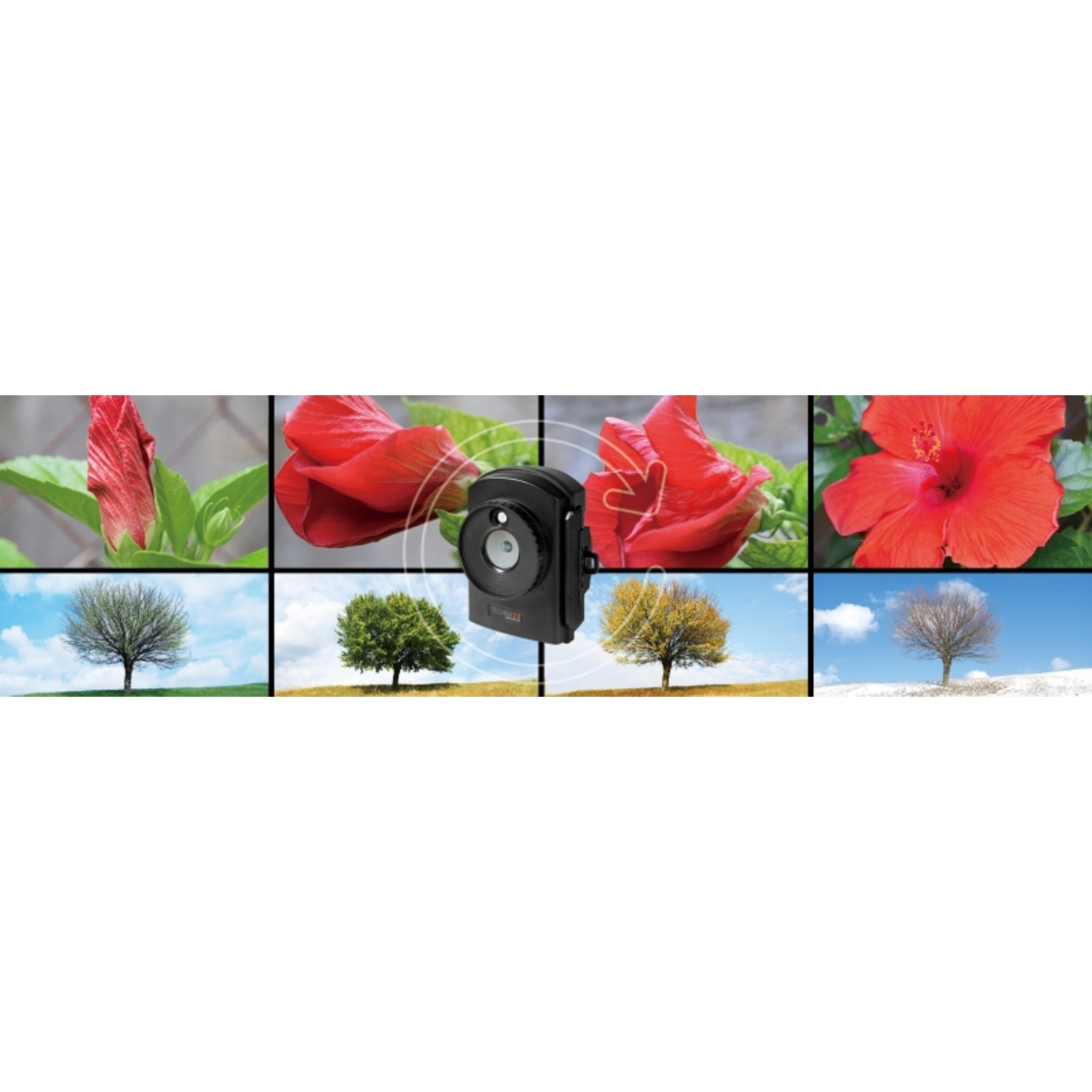 Collage van bloemen en bomen, waaronder rode hibiscus en veranderende seizoensbomen.