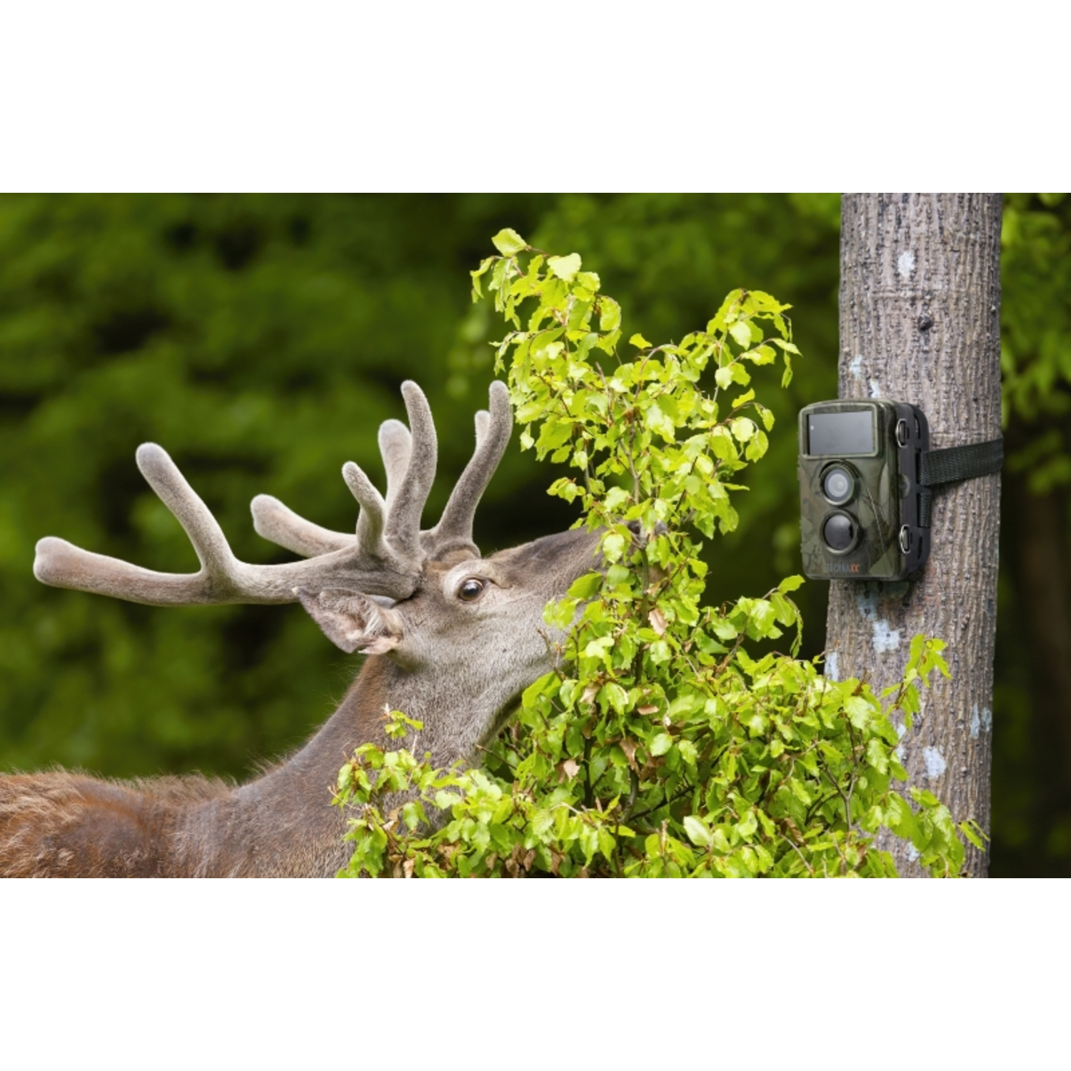 Cerf mangeant des feuilles près d'un arbre avec une caméra. Fond vert.