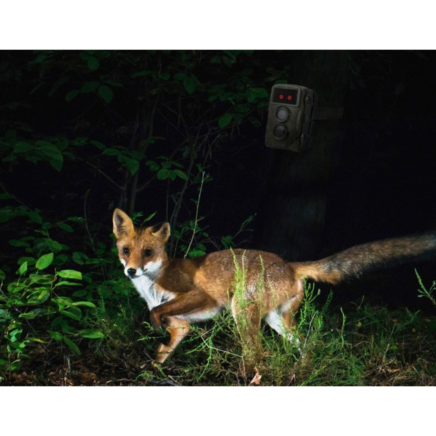 Renard dans les bois courant la nuit, caméra-piège sur un arbre.