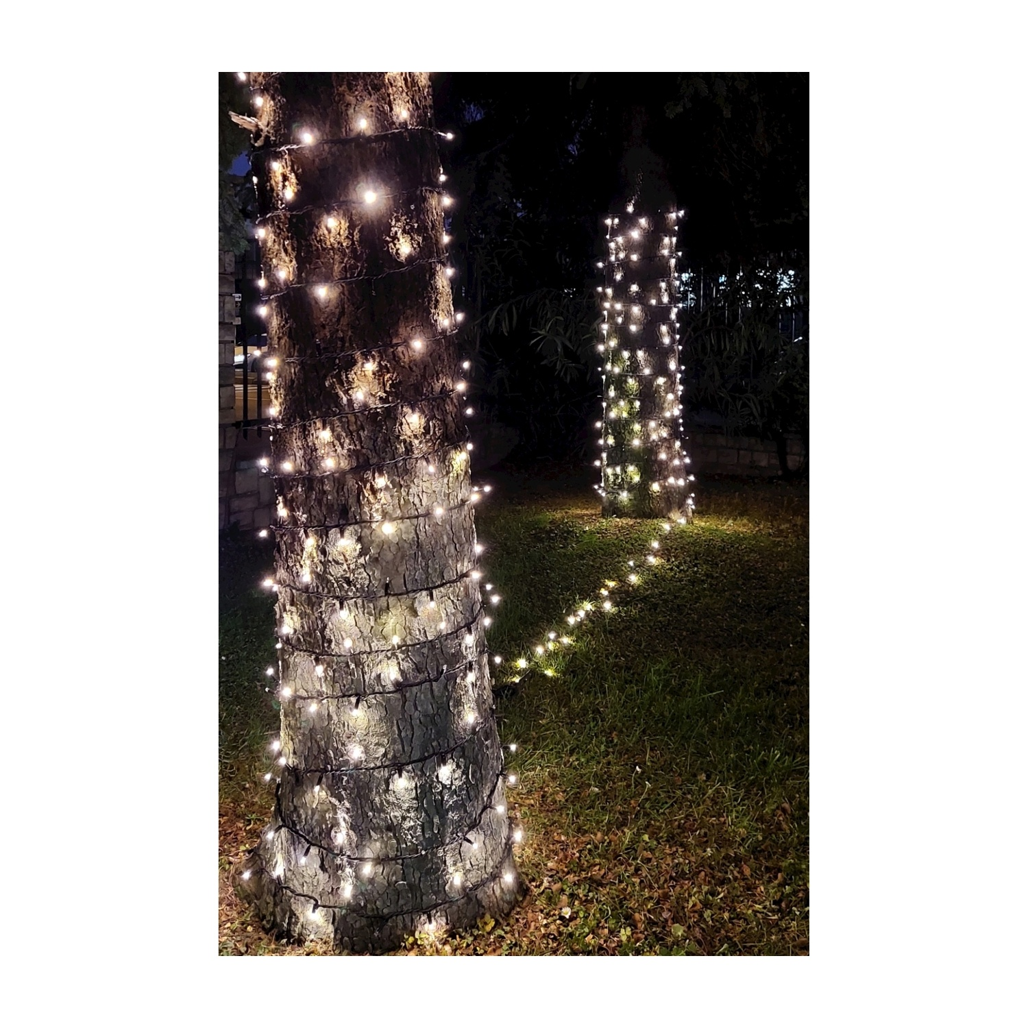 Due palme avvolte da luci di stringa di notte, creando un bagliore caldo.
