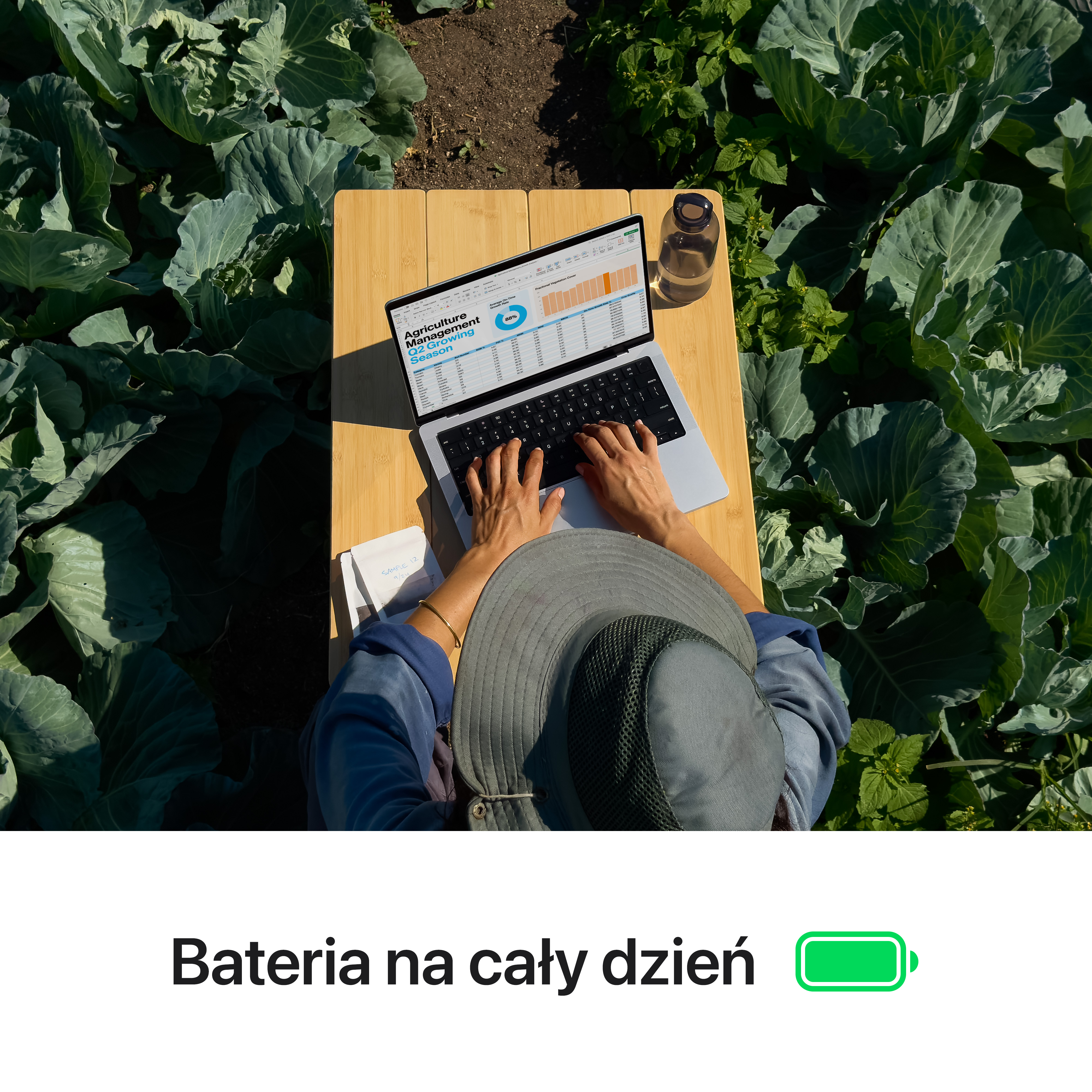 Osoba używająca laptopa na zewnątrz, otoczona polem kapusty.