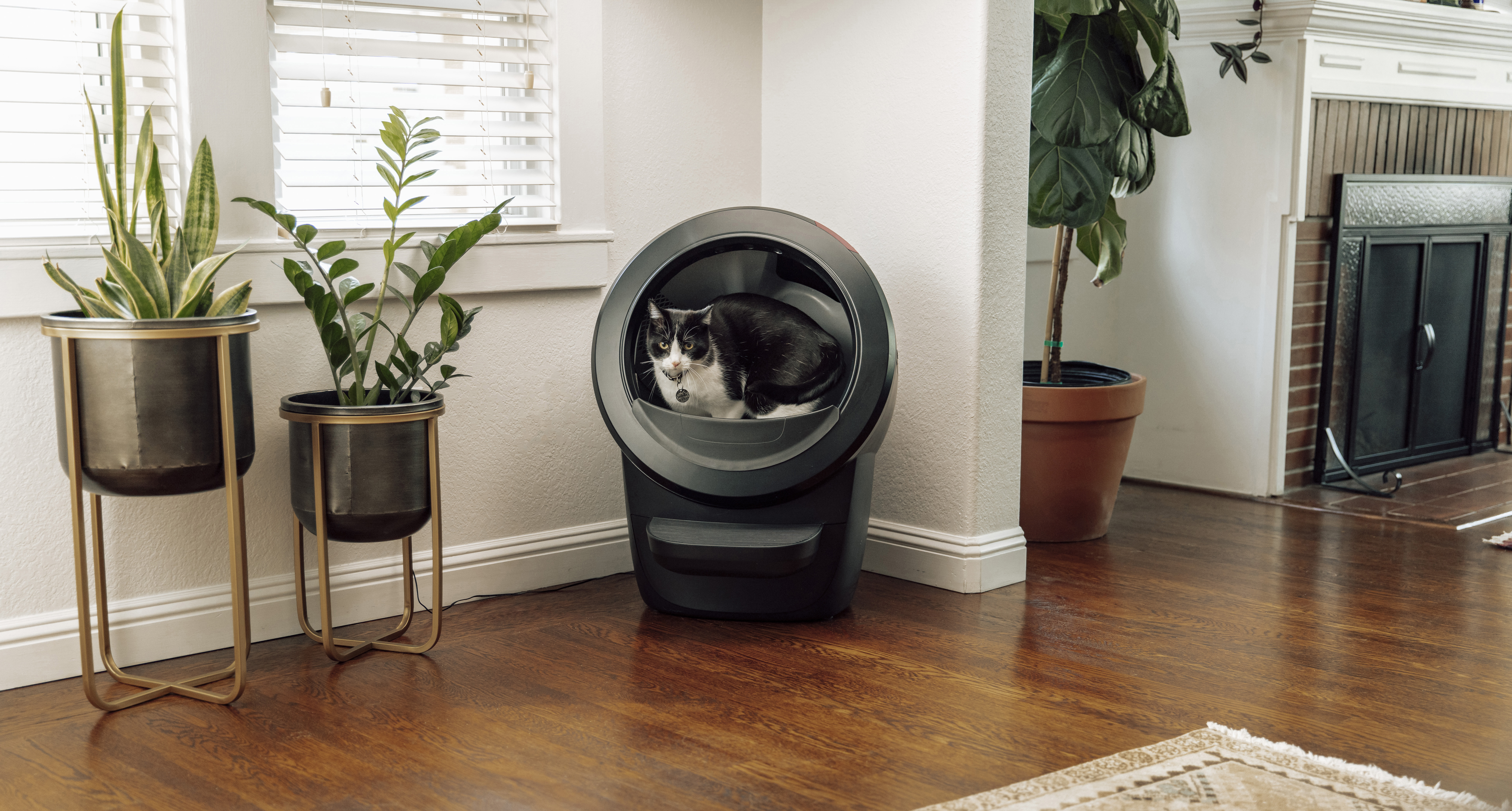 Un gatto in un Litter-Robot nero. Piante e pavimento in legno sullo sfondo.