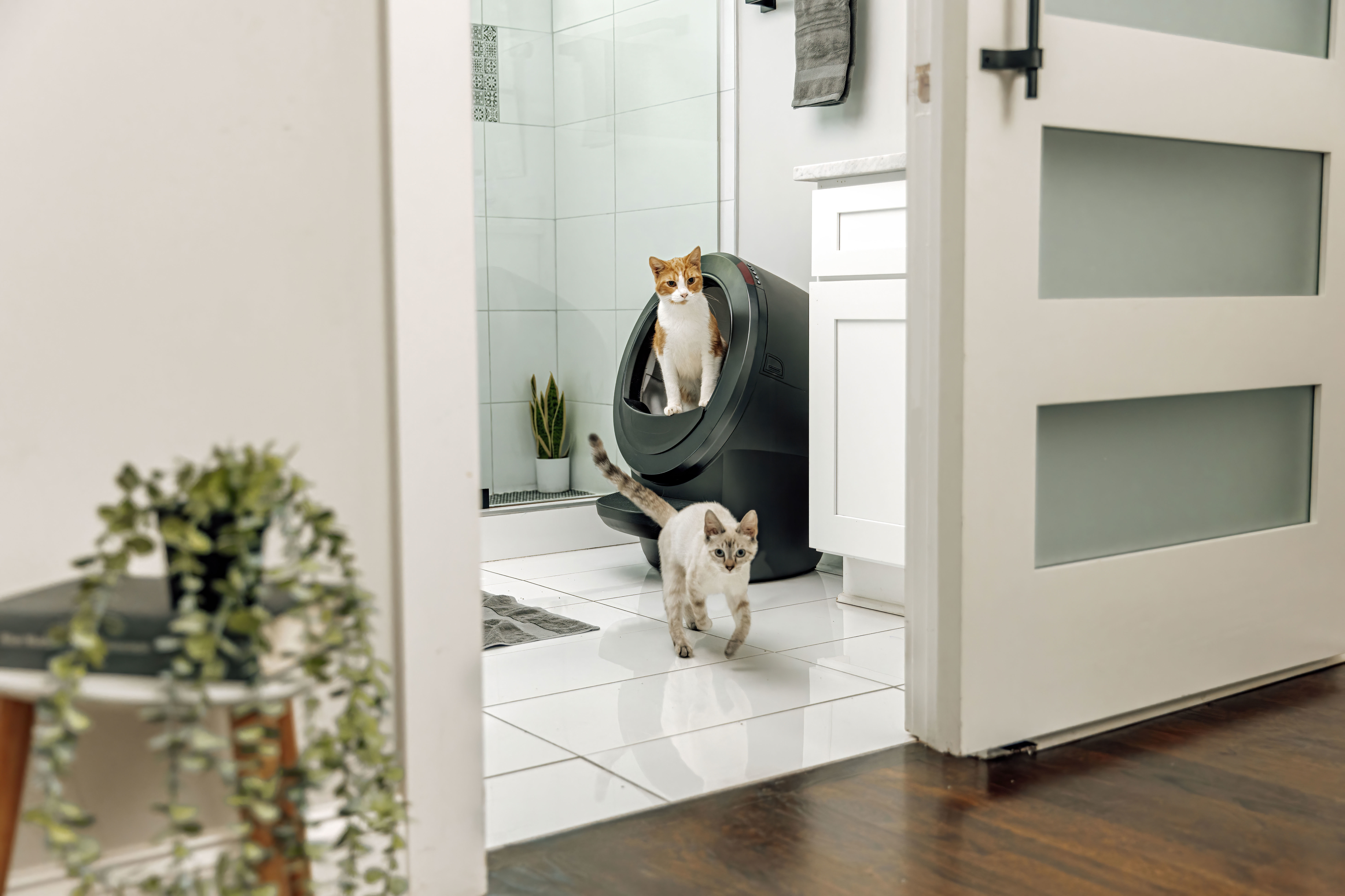 Due gatti in un bagno, uno che corre, uno in una lettiera. Una porta è aperta.