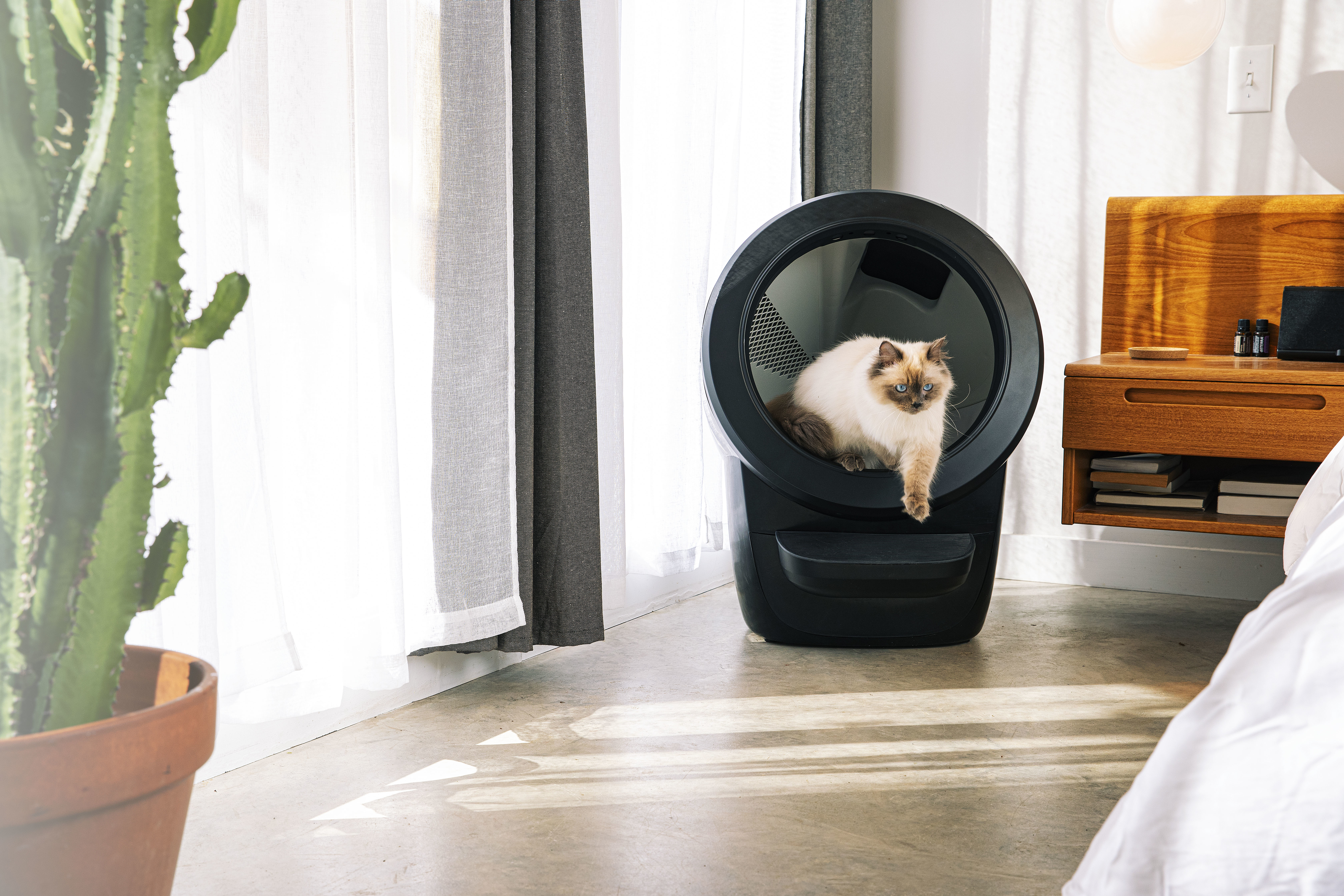 Gatto seduto all'interno di una lettiera automatica nera, in una stanza luminosa vicino a una finestra e un letto.