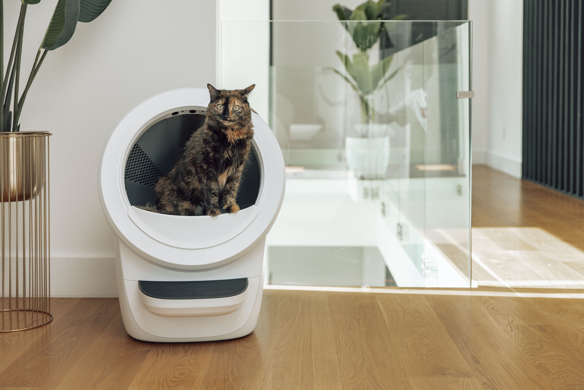 Un gatto in una lettiera bianca.