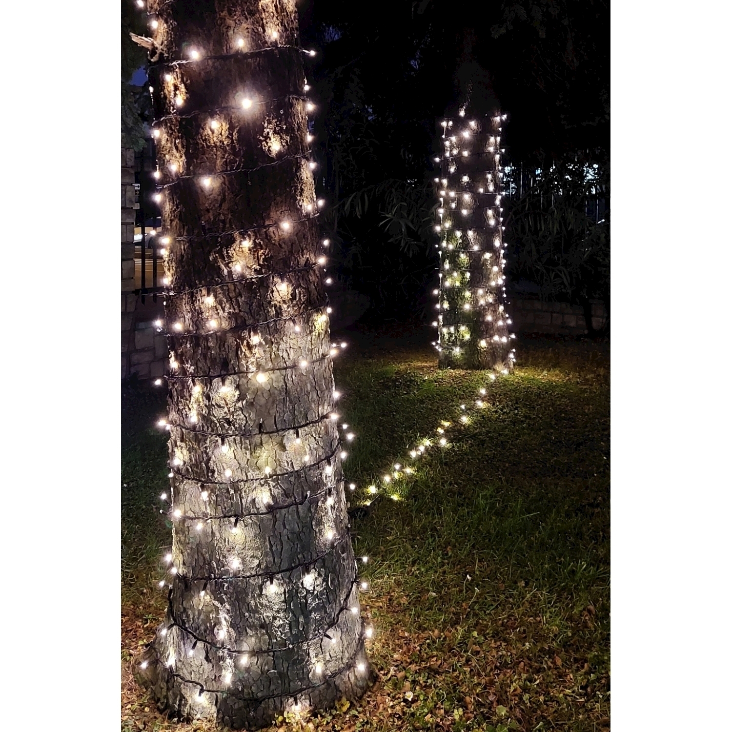 Due alberi avvolti da luci a stringa di notte, con erba.