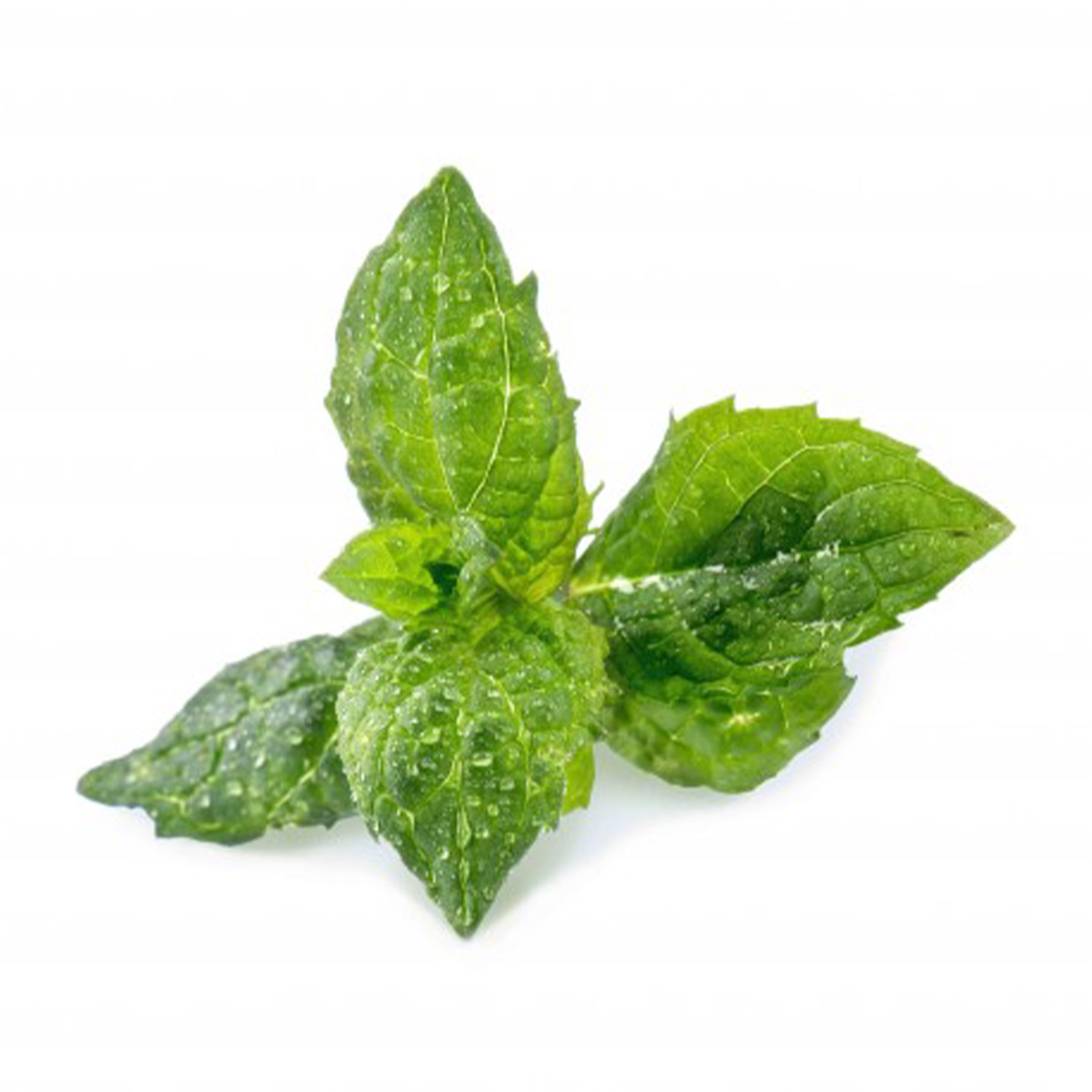 Primo piano di foglie di menta fresca, con goccioline d'acqua. Le foglie sono verdi.