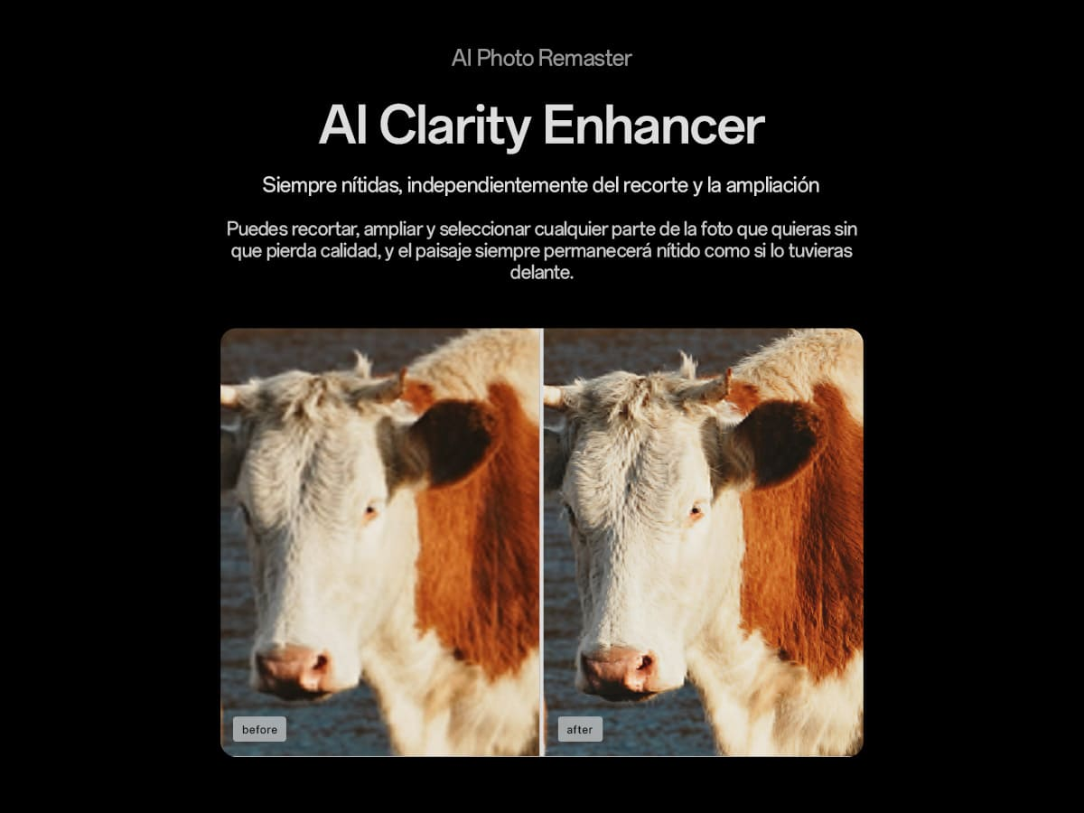 Comparación de imagen: cara de vaca antes y después de la mejora de claridad IA.