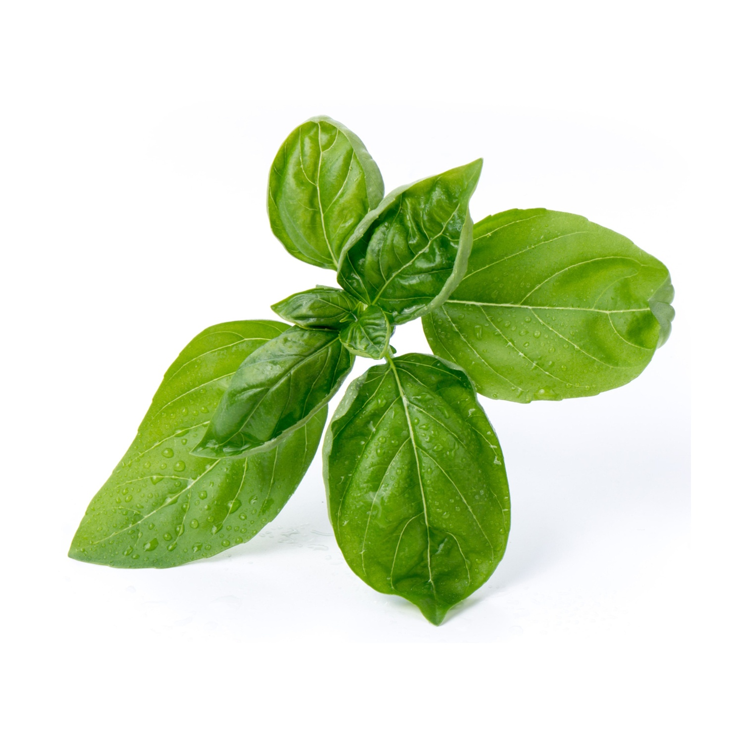 Primo piano di foglie di basilico con goccioline d'acqua. Foglie verdi.