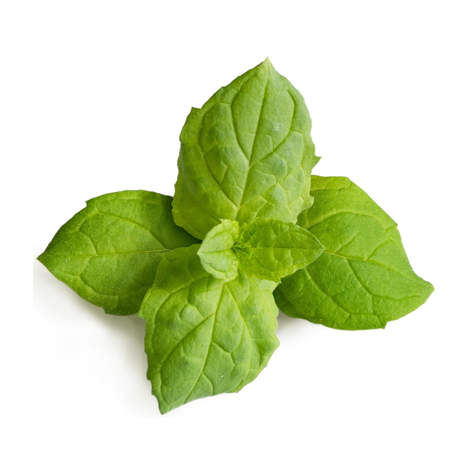 Quattro foglie di menta verde su sfondo bianco. Sono disposte a forma di stella.