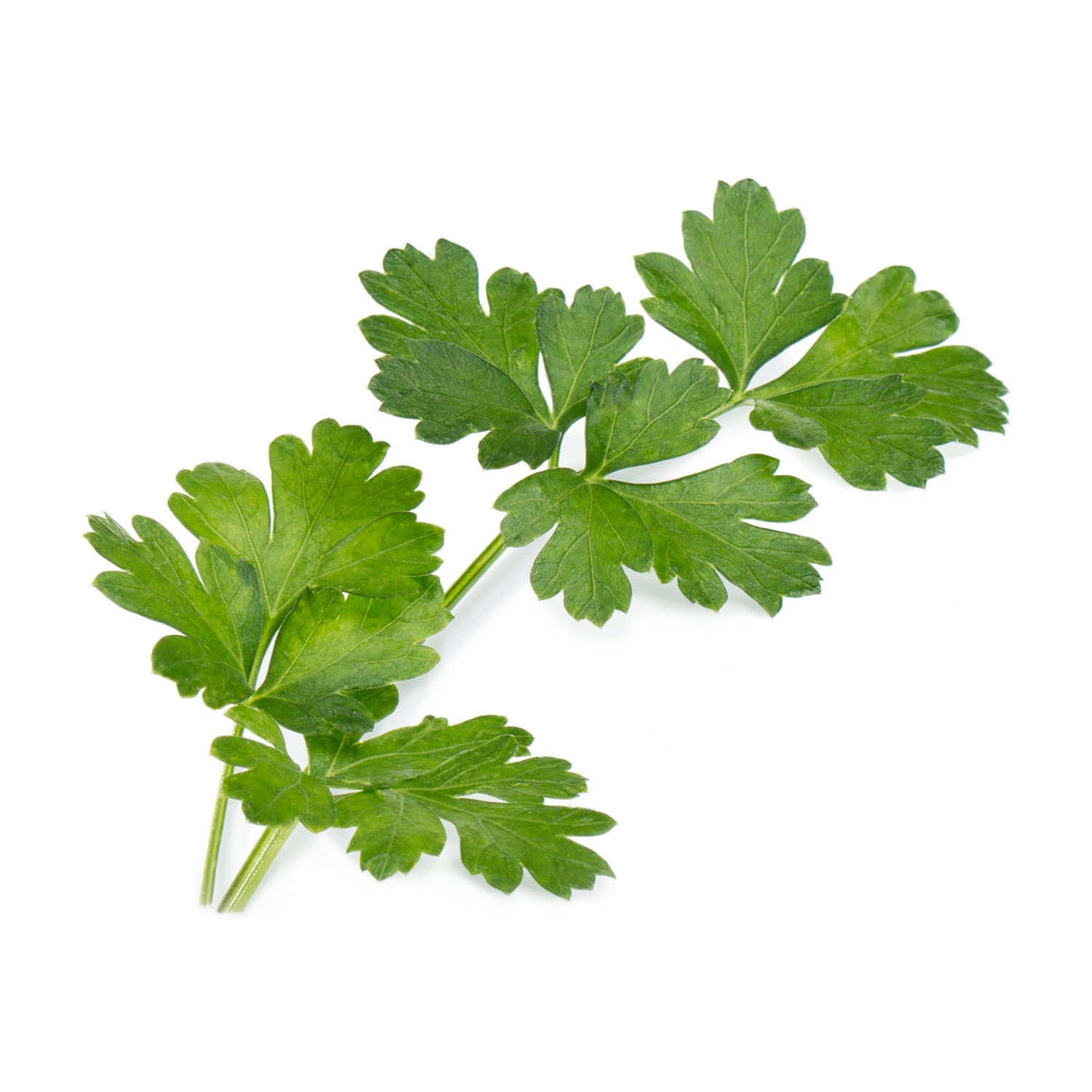 Un rametto di prezzemolo verde fresco su sfondo bianco. Le foglie hanno una consistenza arruffata.