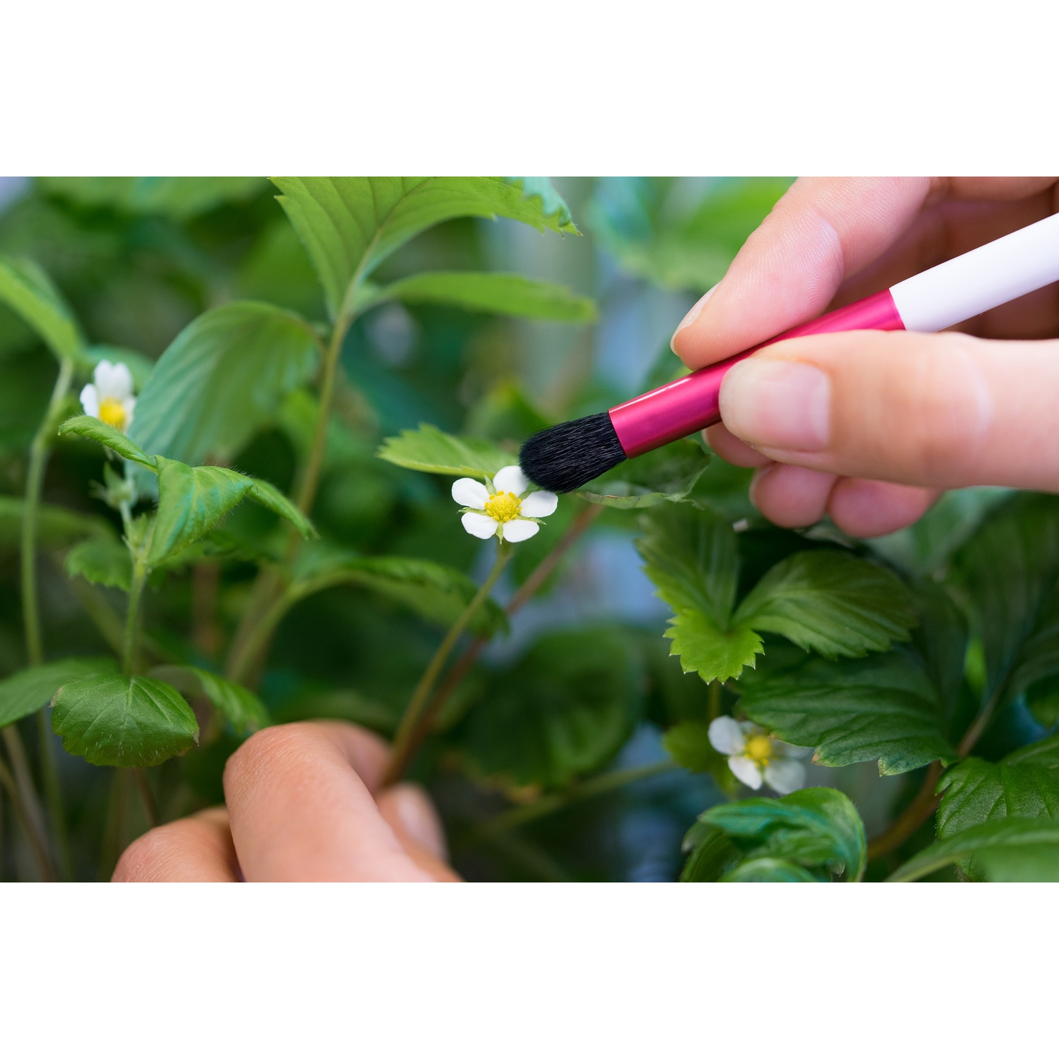 Mano che impollina un fiore bianco con un pennello rosa e bianco. Foglie verdi. Primo piano.
