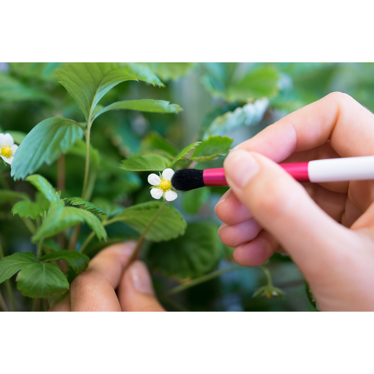 Persona che usa un pennello per impollinare un piccolo fiore bianco su una pianta.