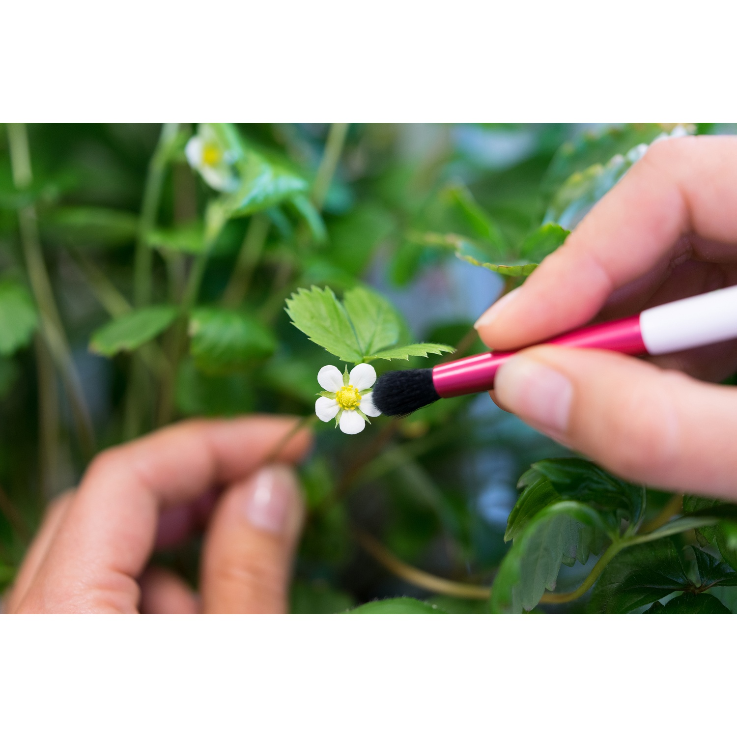 Primo piano di mani, una con pennello, interagisce con un fiore bianco.