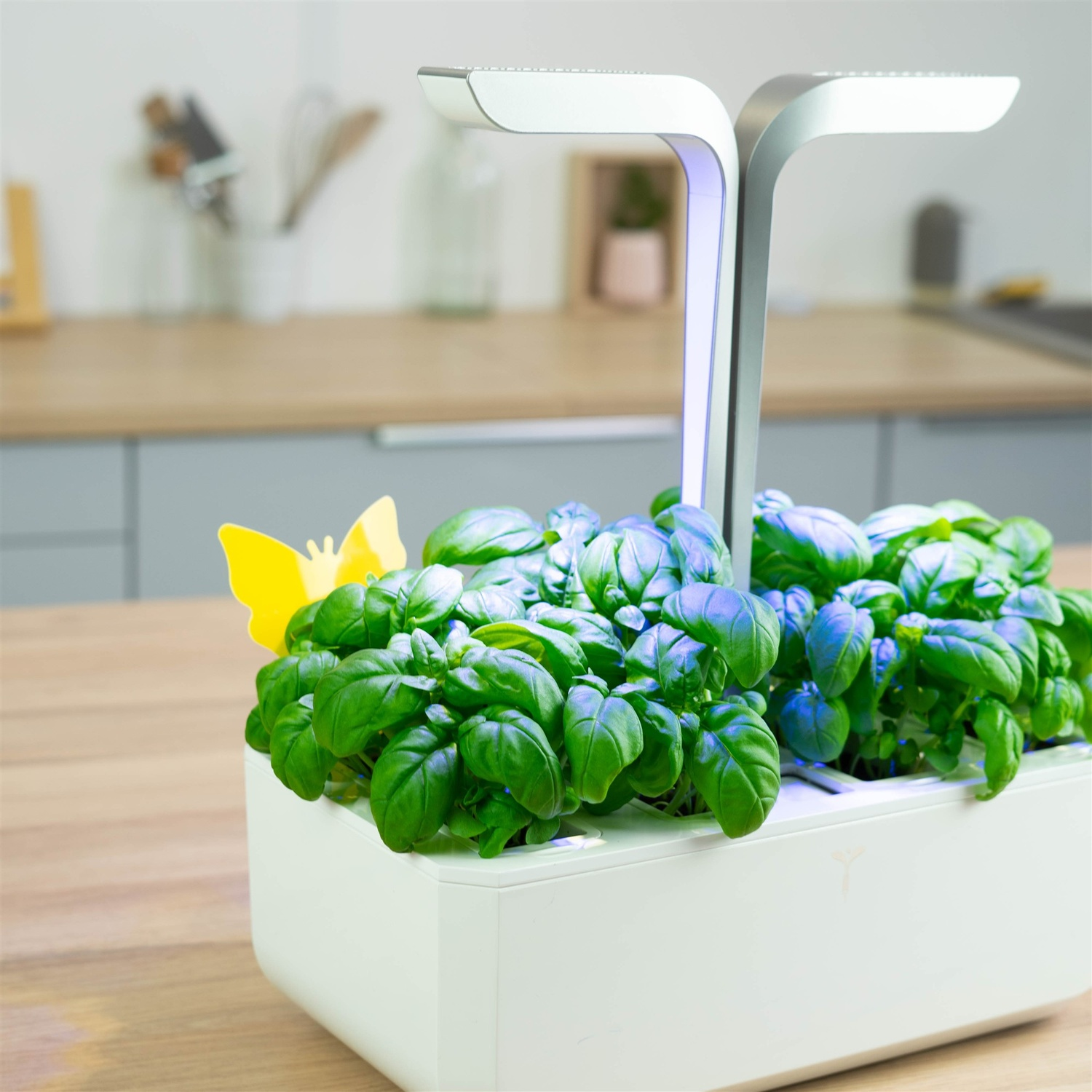 Giardino di erbe aromatiche al chiuso con piante verdi, due luci e una trappola adesiva per farfalle gialle.