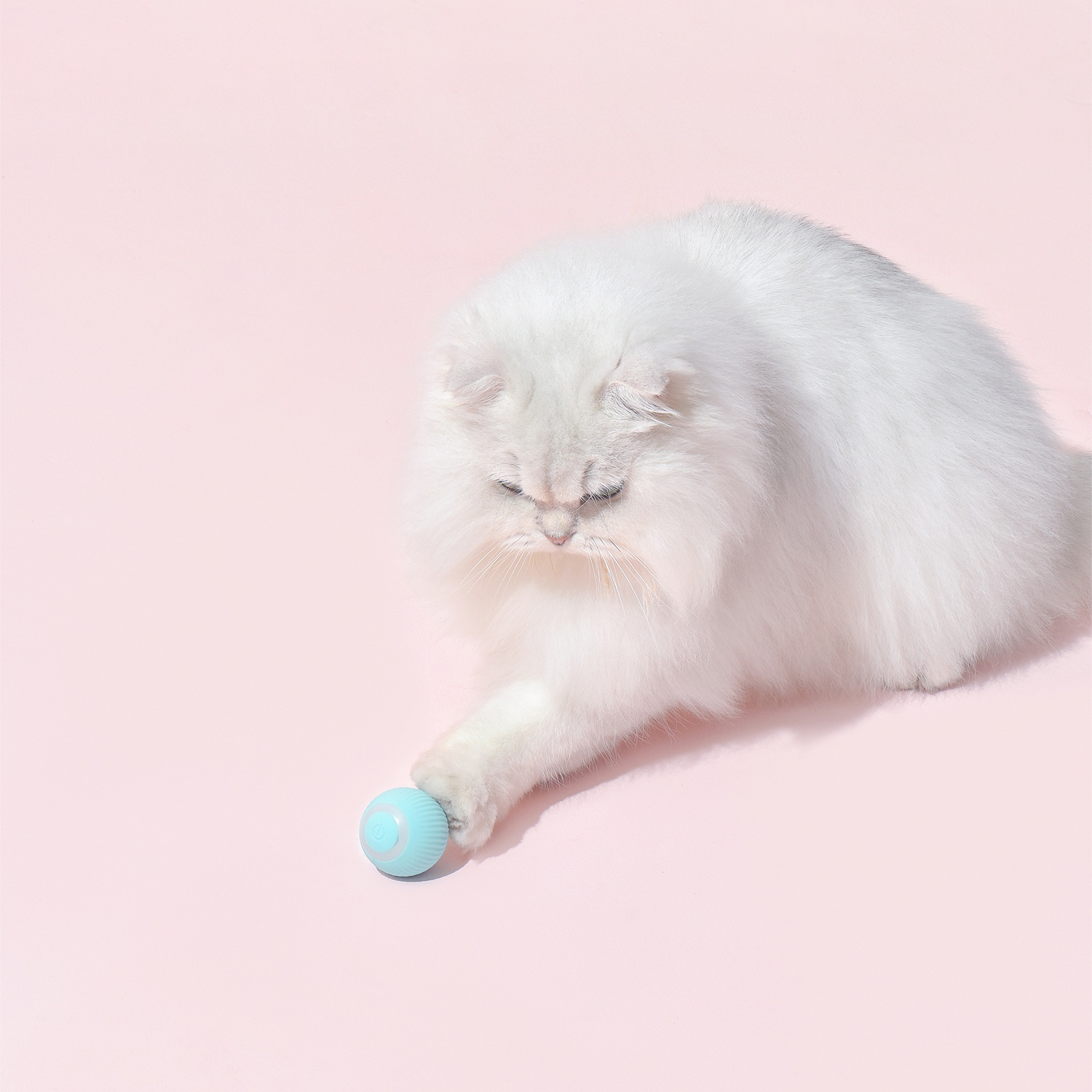 Gatto bianco e soffice che gioca con una palla blu. È su uno sfondo rosa. Il gatto guarda la palla.