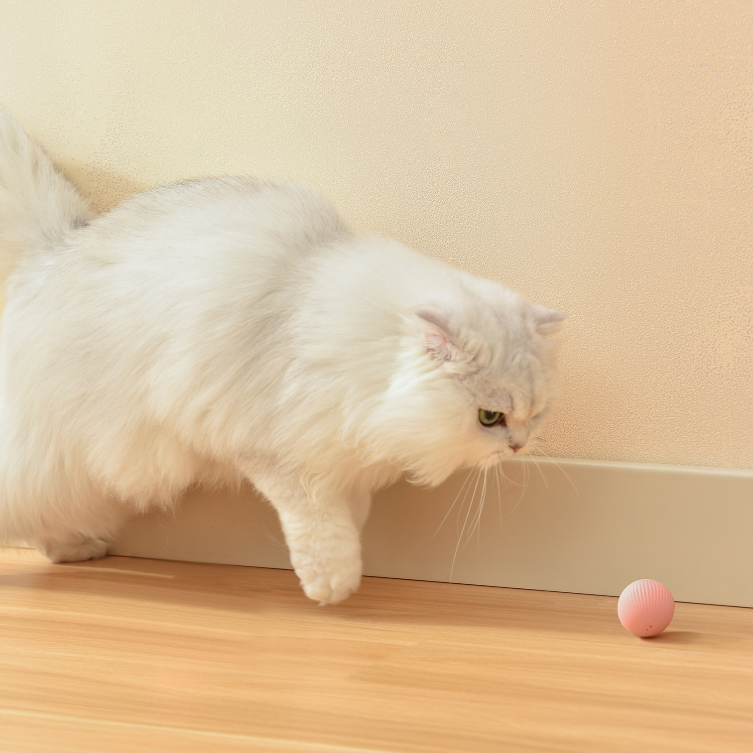 Un gatto bianco guarda una palla rosa su un pavimento in legno vicino a un muro.