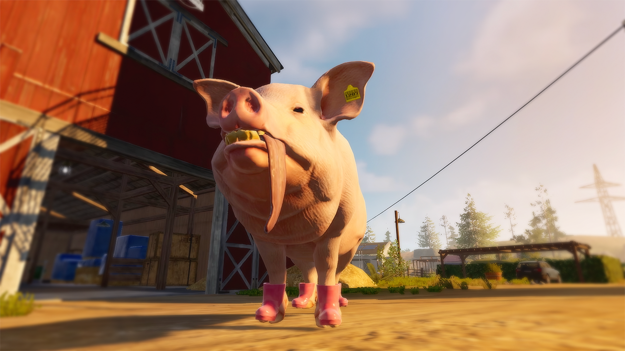 Un cochon avec une longue langue portant des bottes roses dans une ferme. Il a une étiquette jaune à l'oreille.