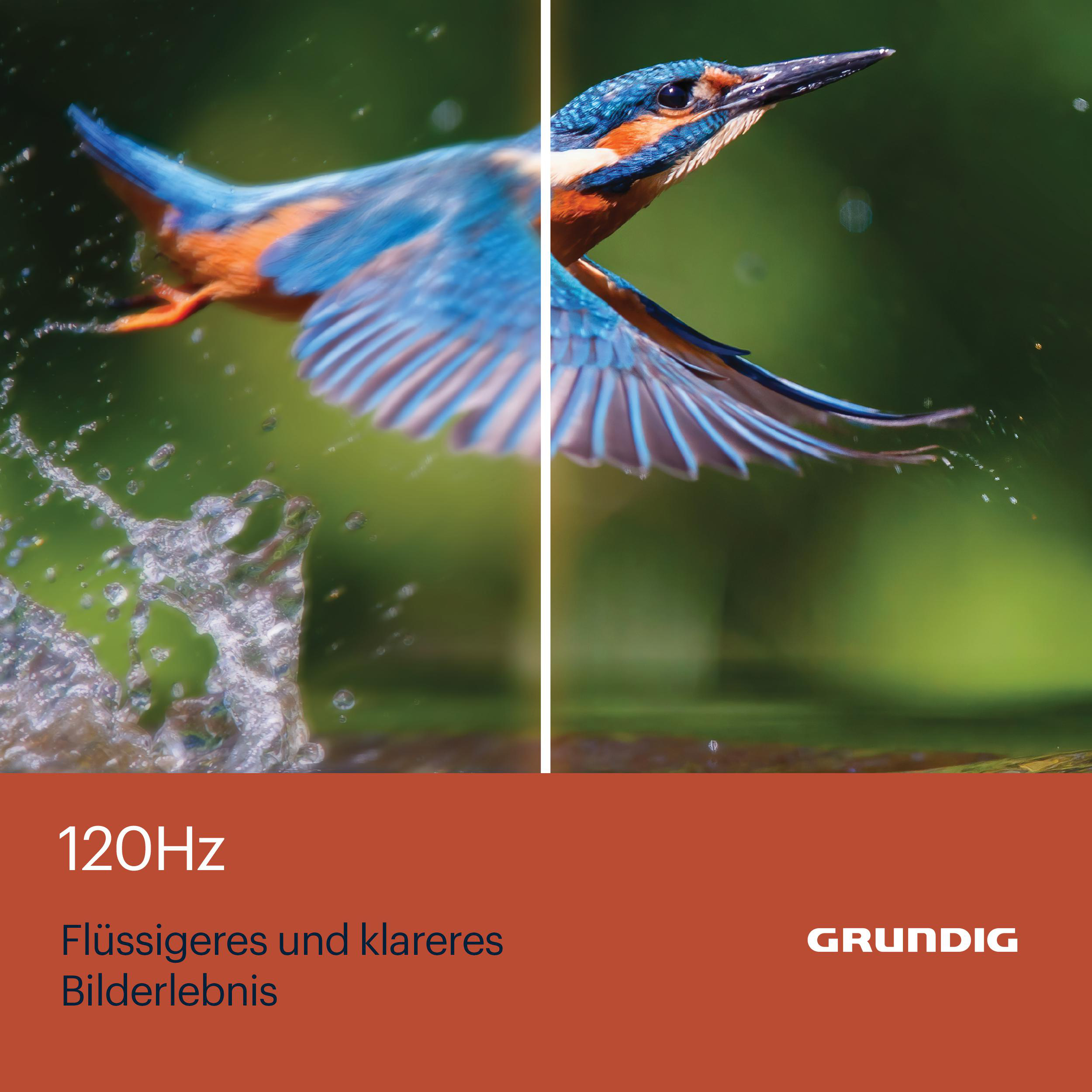 Ein Vogel im Flug, geteilter Bildschirm zeigt 120Hz-Text und Grundig-Logo.