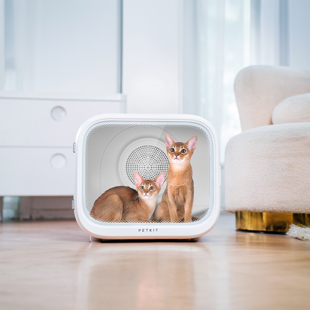 Beyaz bir evcil hayvan kurutucusunun içinde iki kedi.