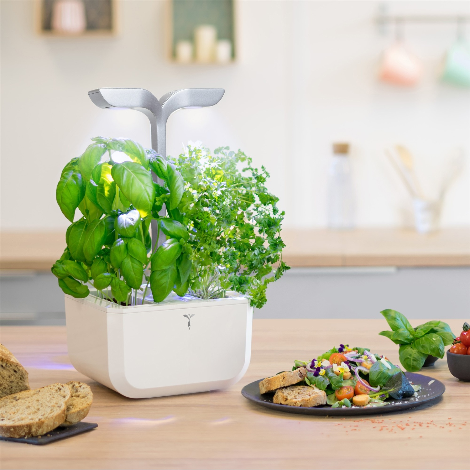 Orto interno con cibo. Vaso bianco, basilico, prezzemolo, insalata, pane.