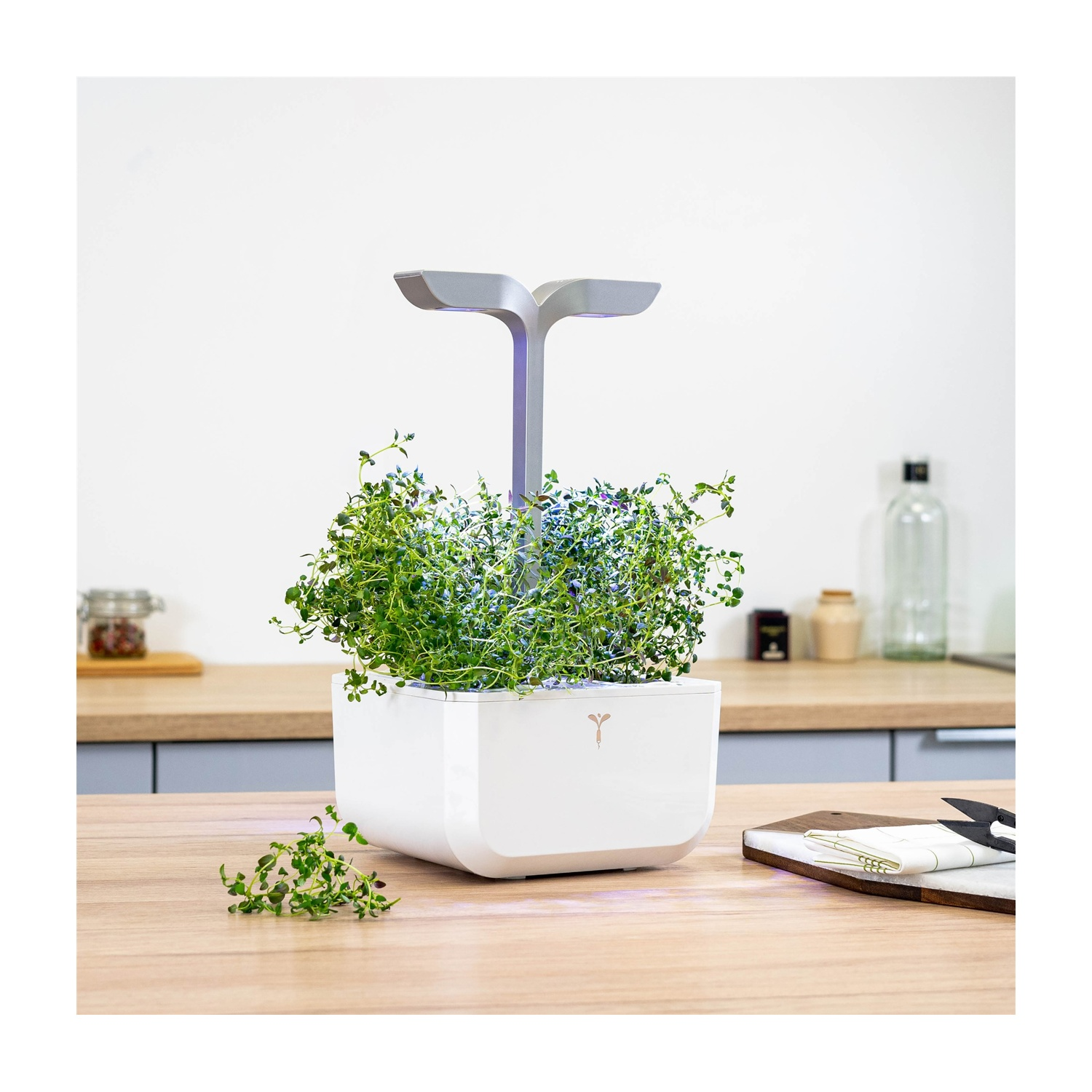 Un vaso bianco con una pianta sotto una luce. Tagliere e barattolo nelle vicinanze.