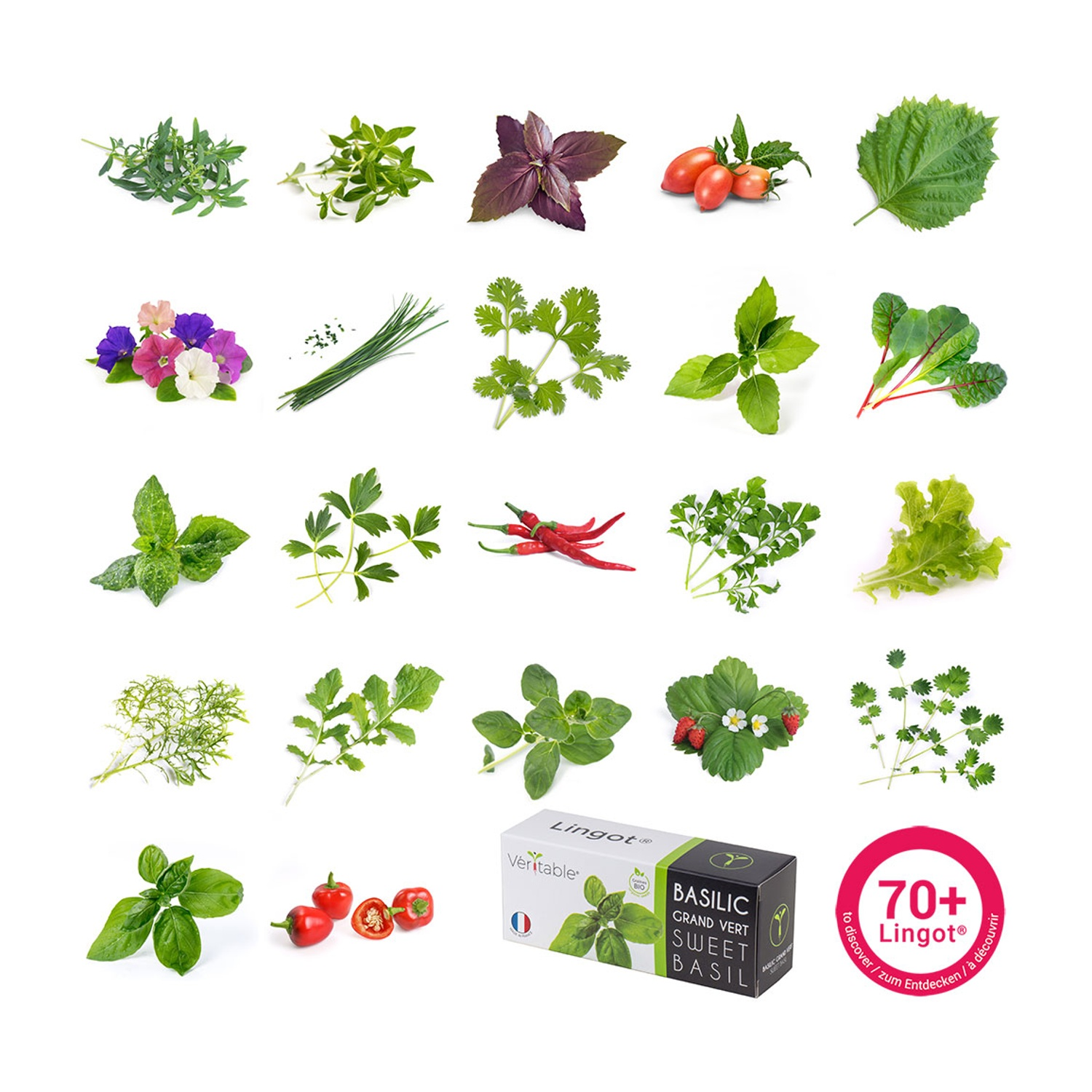 Assortimento di erbe fresche e verdure, ben disposte. Vari verdi, rossi e bianchi. Sfondo bianco.