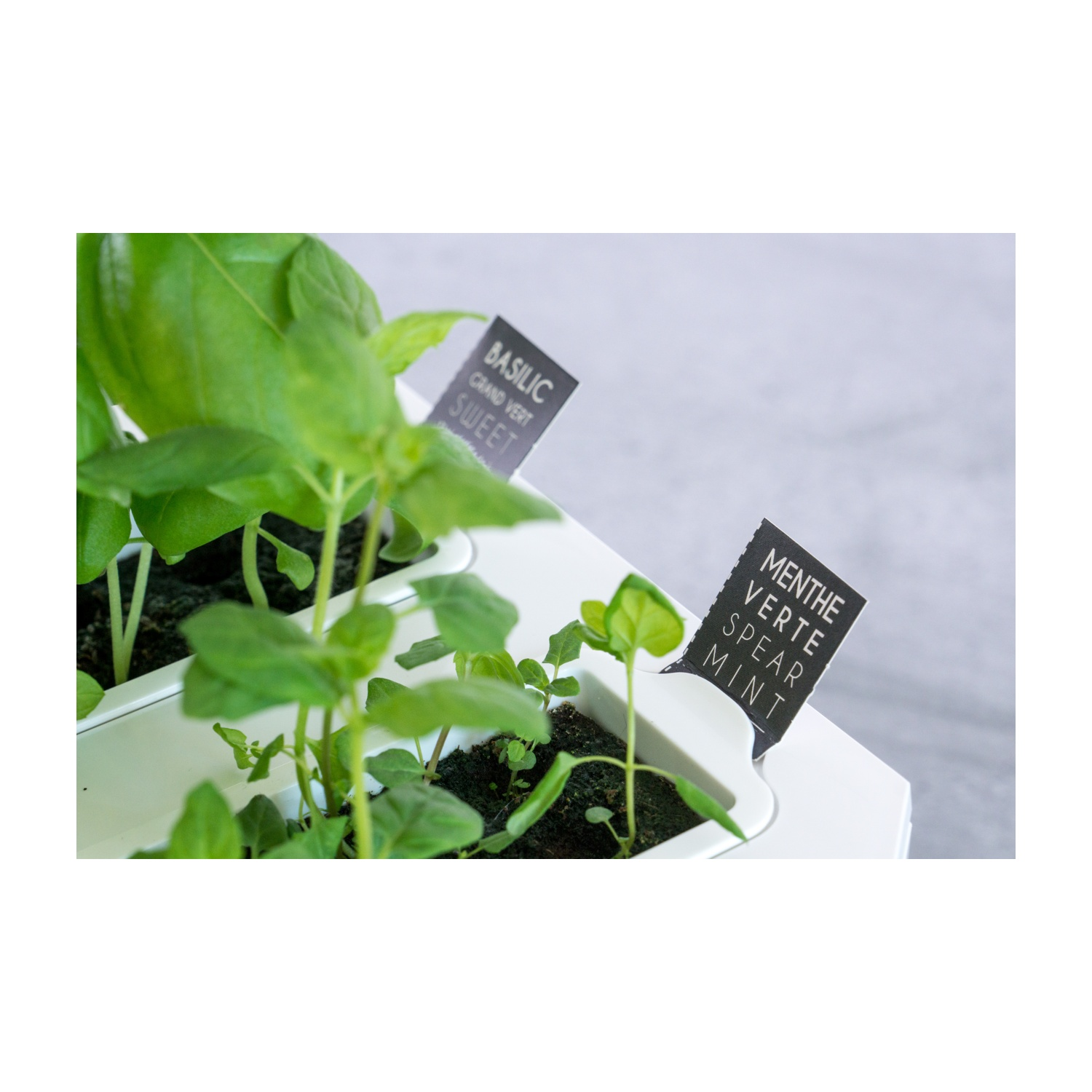 Primo piano di piante di erbe aromatiche in un contenitore bianco. Sono visibili etichette di basilico e menta.