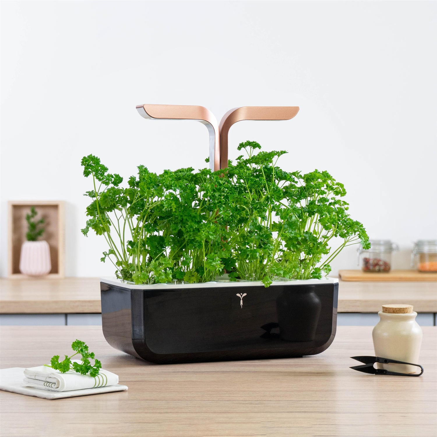 Giardino interno con piante in crescita su un tavolo di legno, con sfondo di parete bianca.