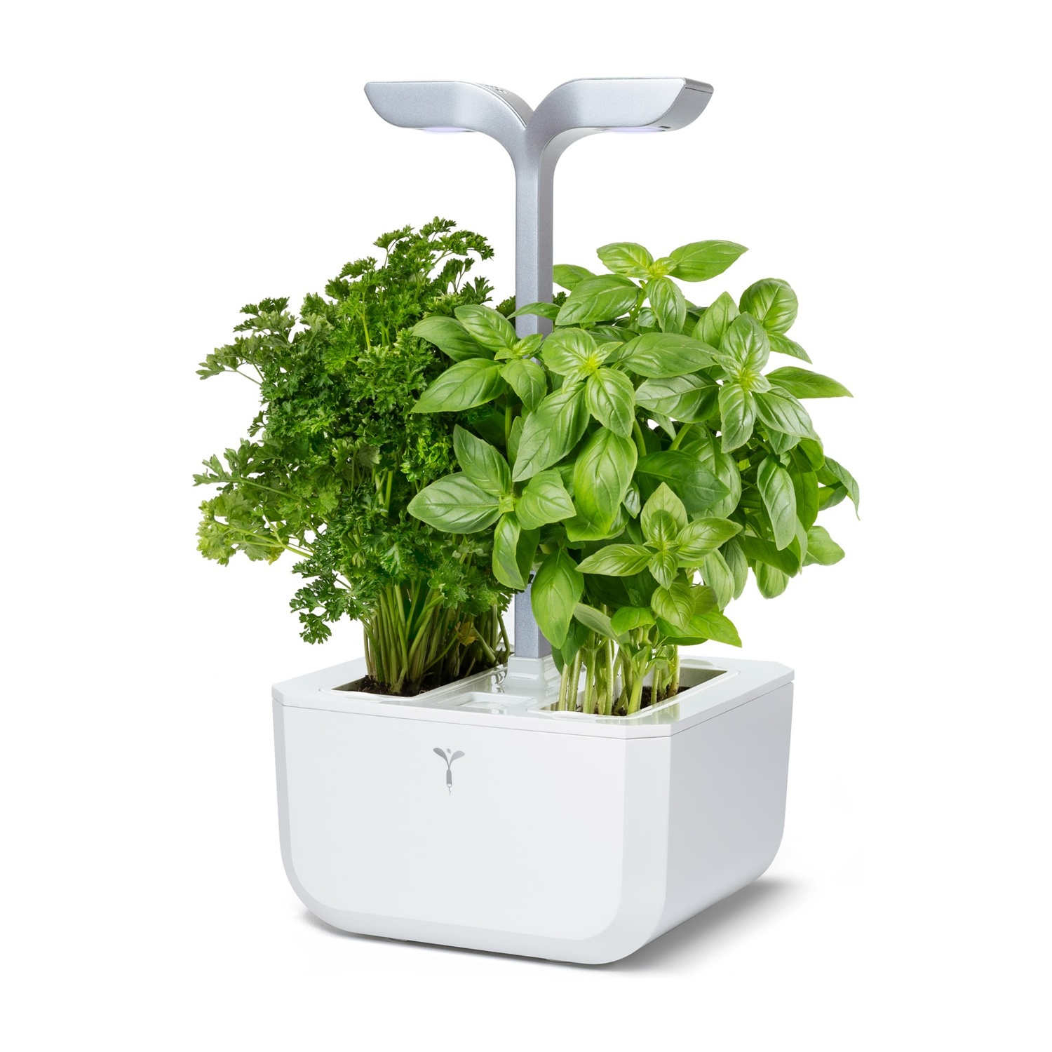 Un giardino interno bianco con piante di prezzemolo e basilico, sotto una luce LED argentata.