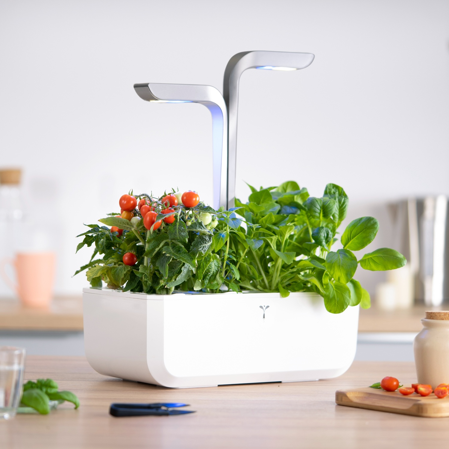 Giardino interno con pomodori, basilico e luci. Fioriera bianca su una superficie di legno. Sfondo è cucina.