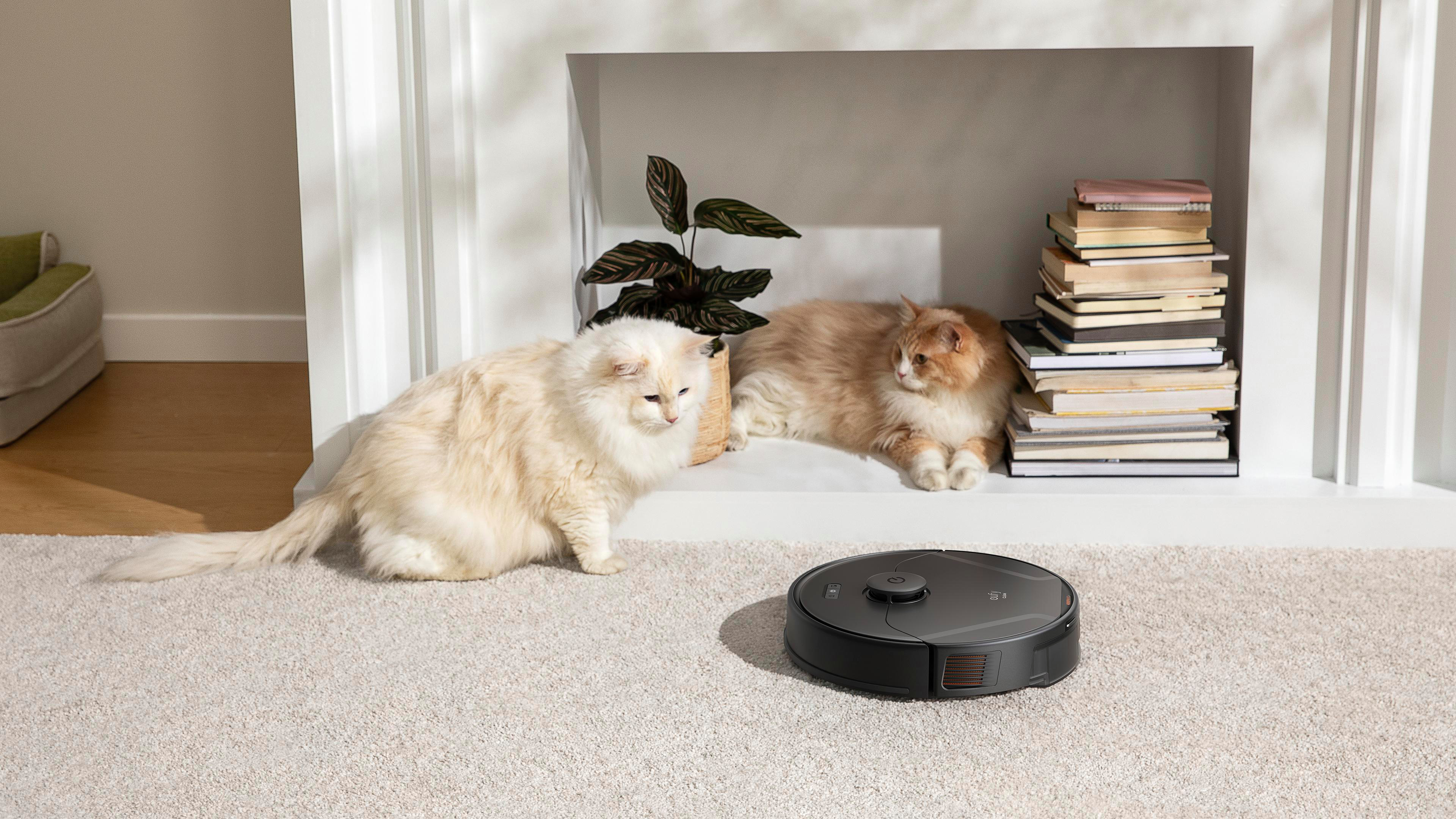 Zwei flauschige Katzen auf einem Teppich in der Nähe eines Regals mit Büchern und einer Pflanze. Ein Roboter-Staubsauger ist im Vordergrund.